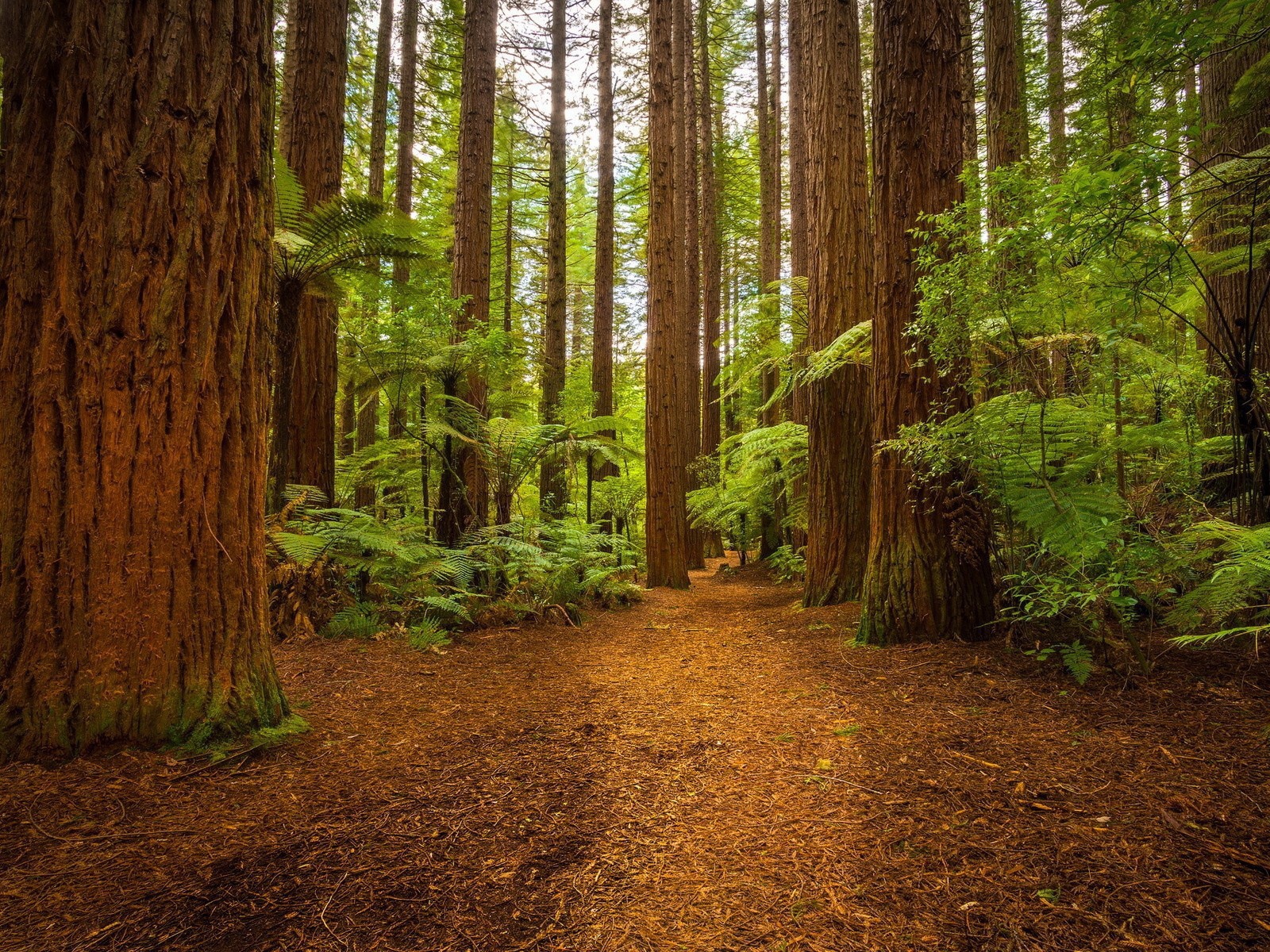 Папоротники у подножия больших деревьев в лесу