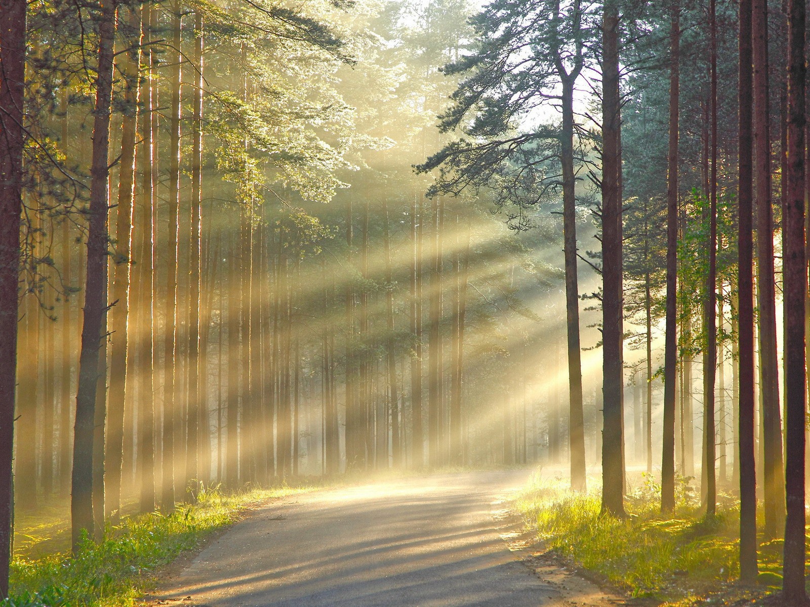 Лучи солнца сквозь дым в лесу