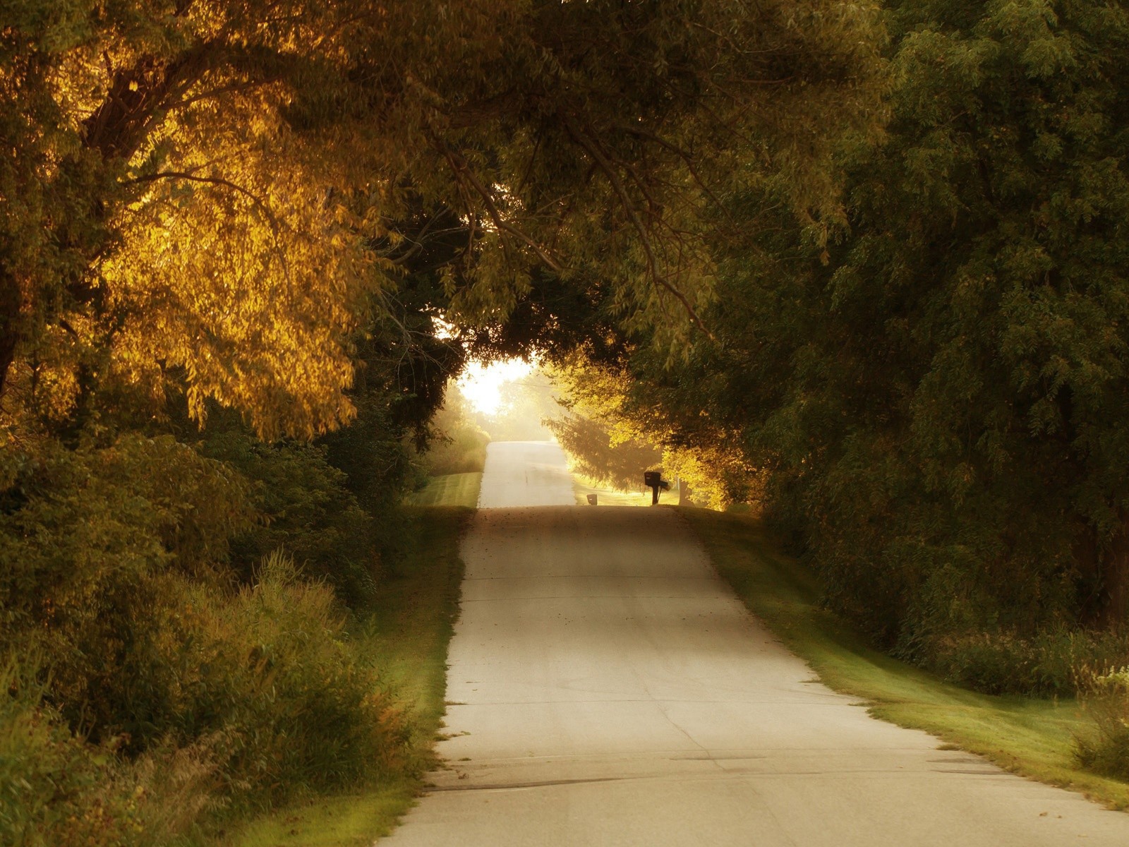 Неровная дорога среди деревьев
