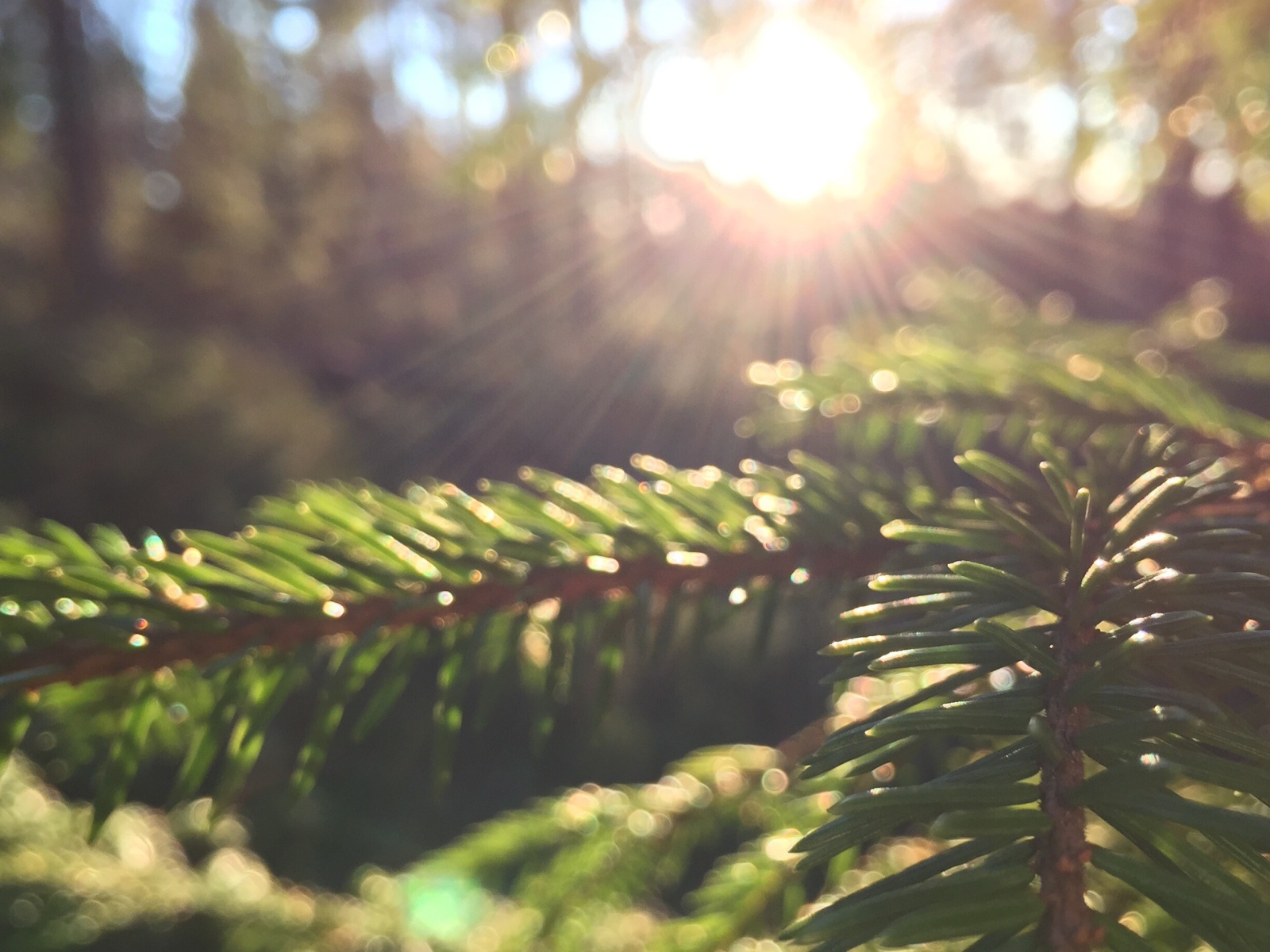 Лучи солнца на молодых еловых побегах