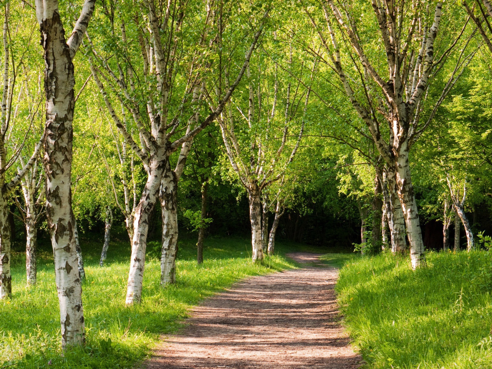 Тропа вглубь березовой рощи