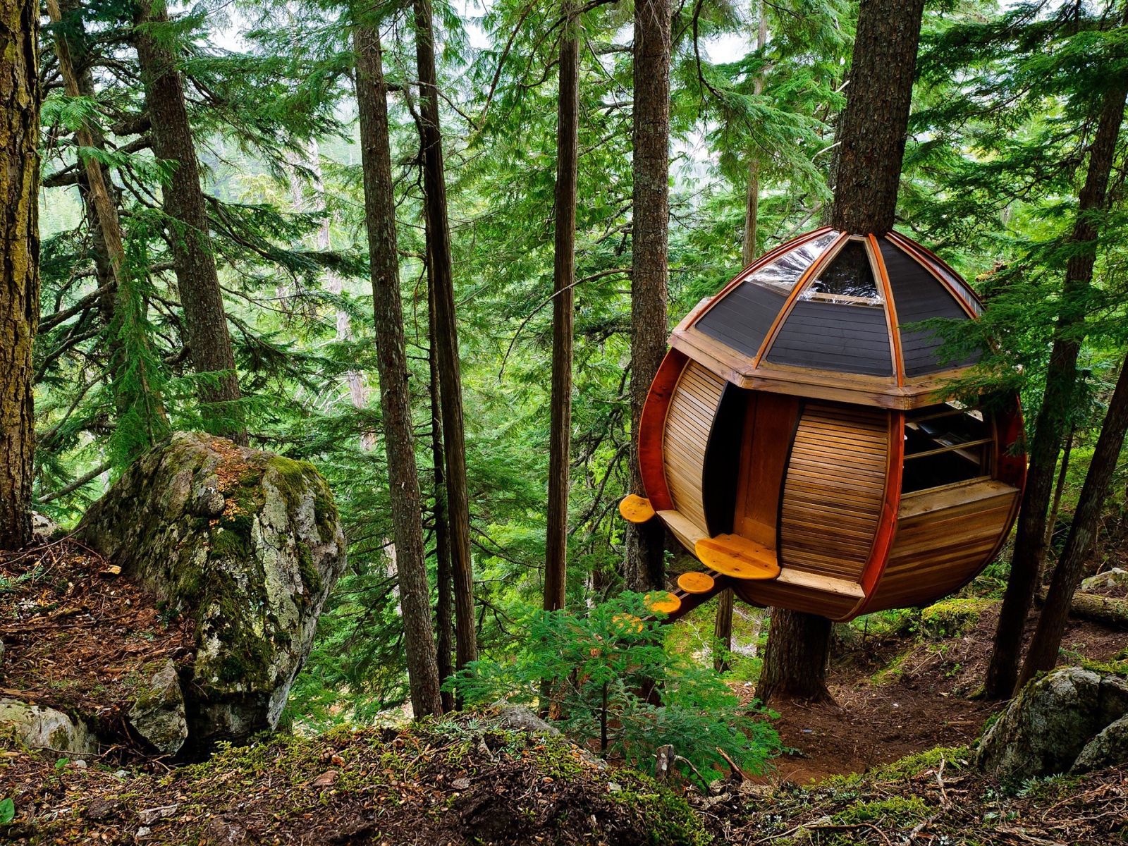 Домик на дереве в лесу