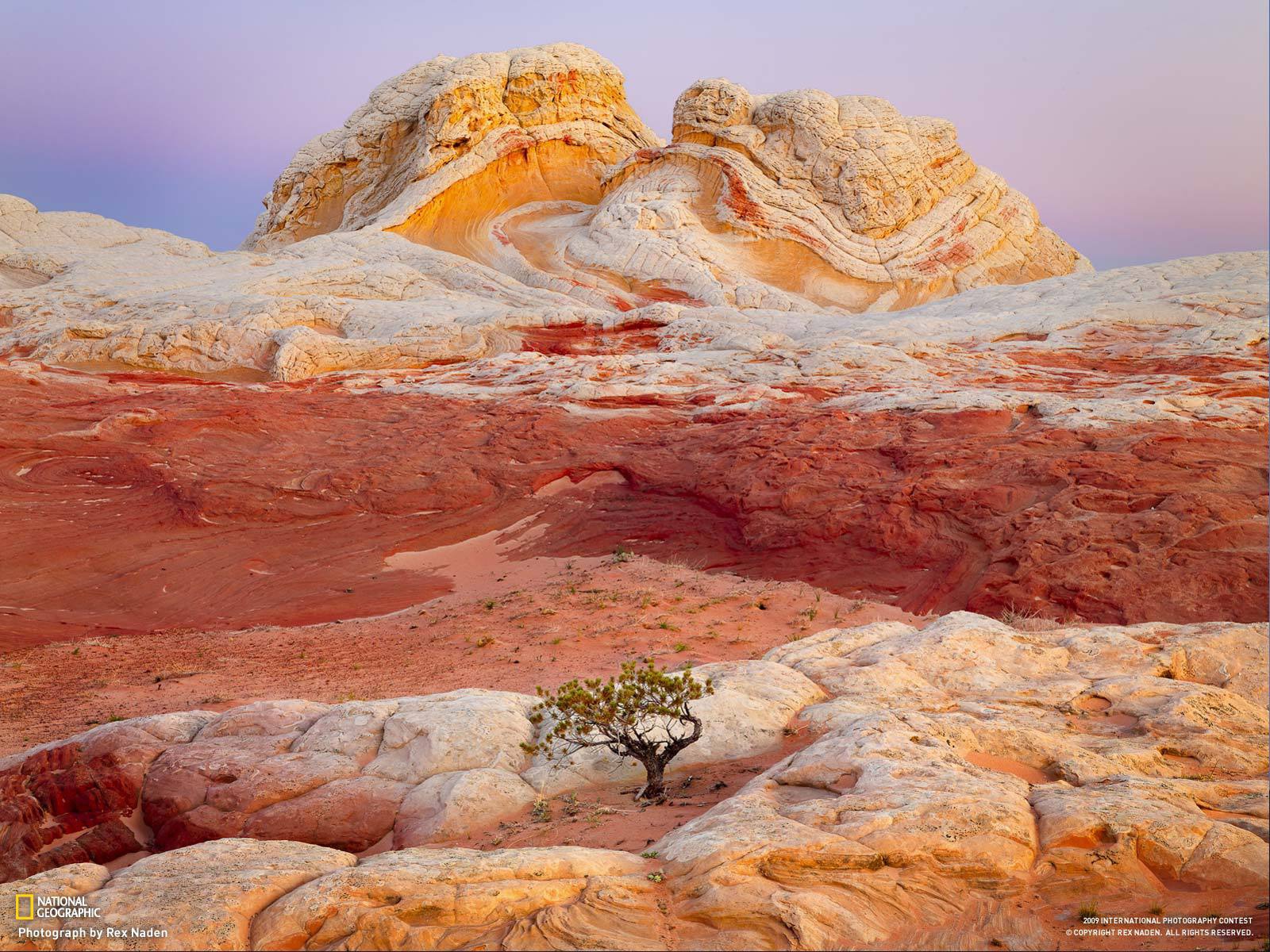 Одинокое дерево на разноцветных скалах