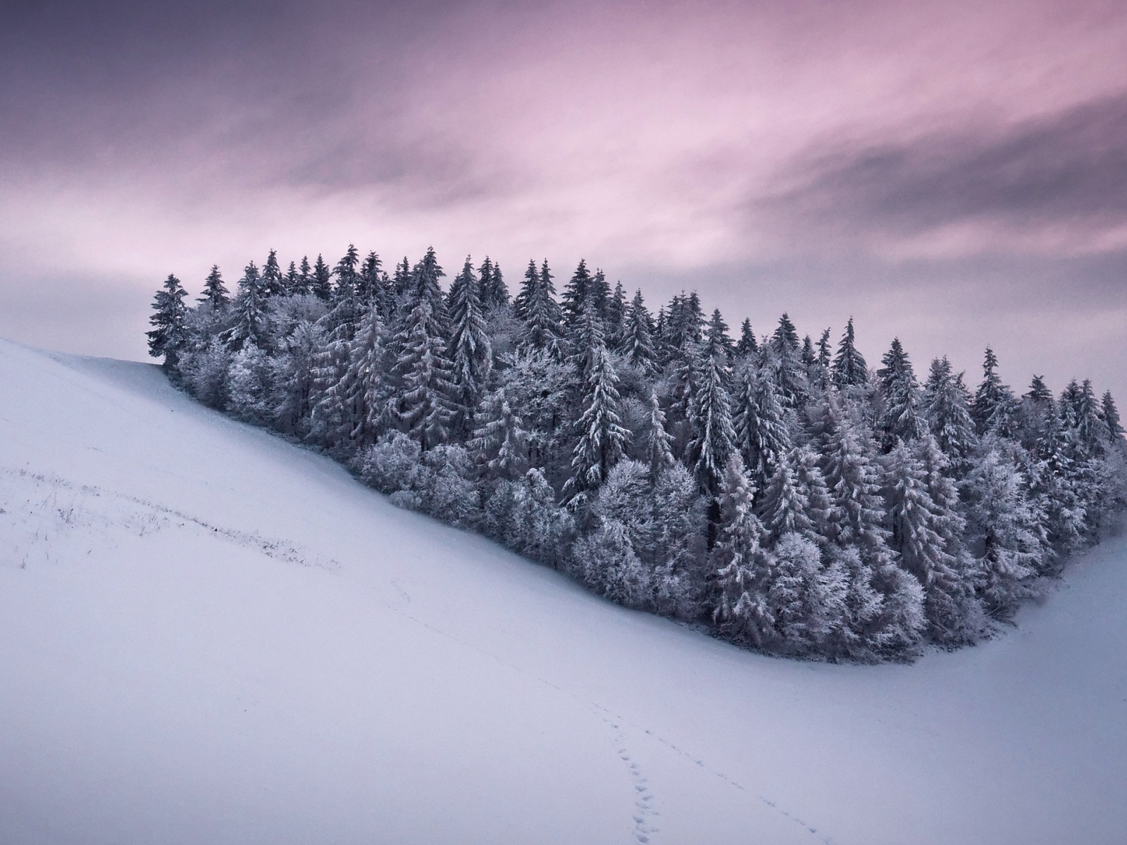 Роща из сосновых деревьев в горах
