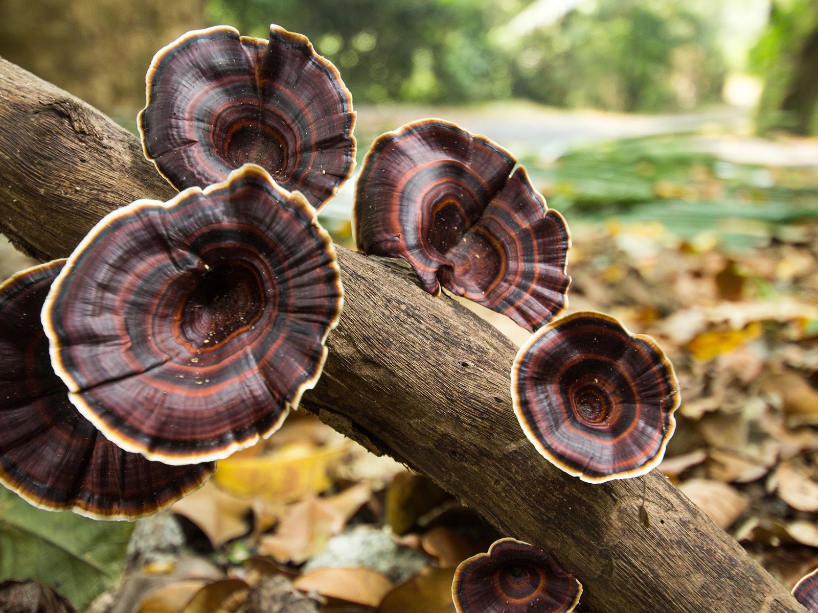 Коричневые грибы на стволе дерева