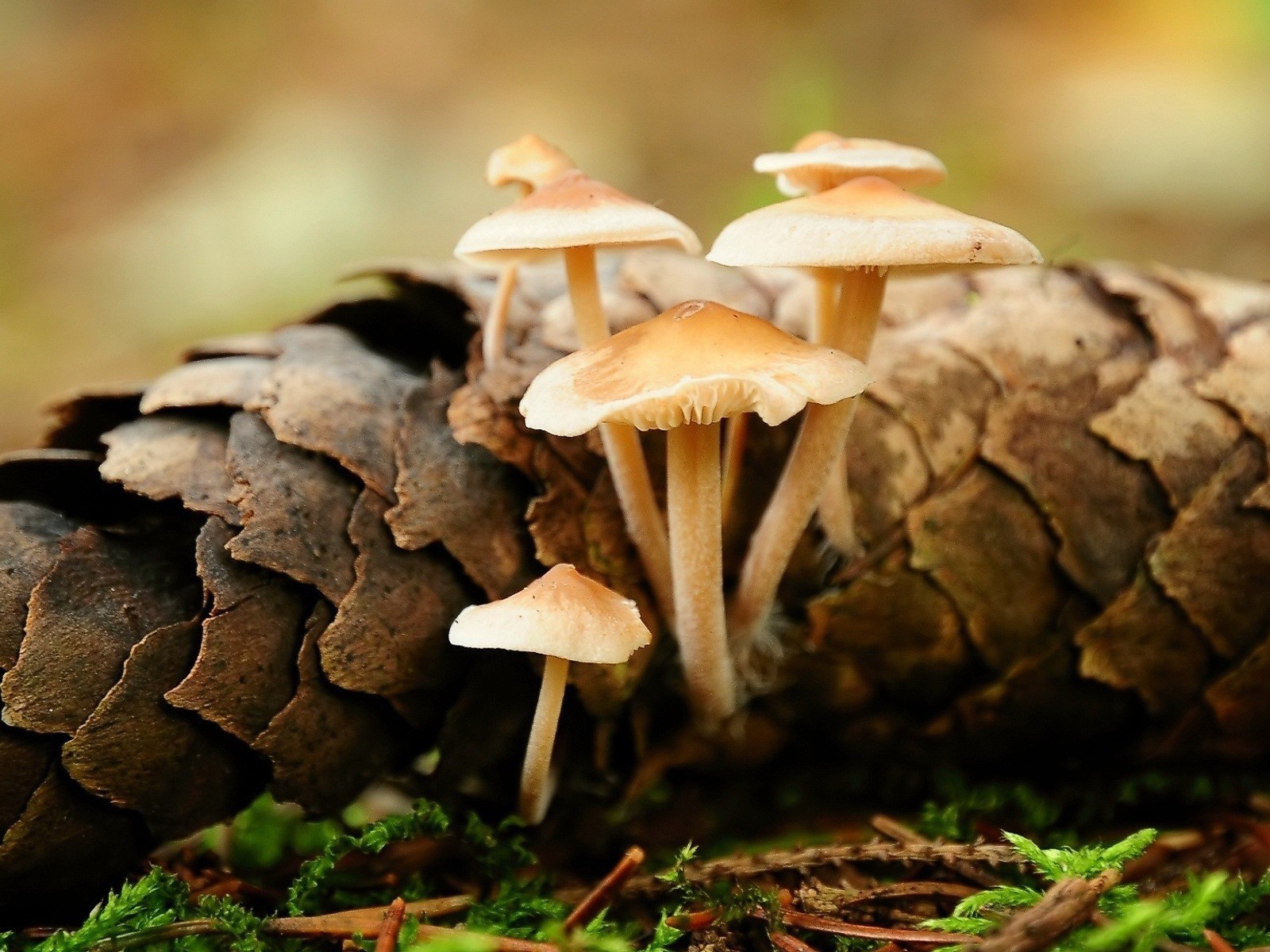 Грибы прорастают сквозь шишку