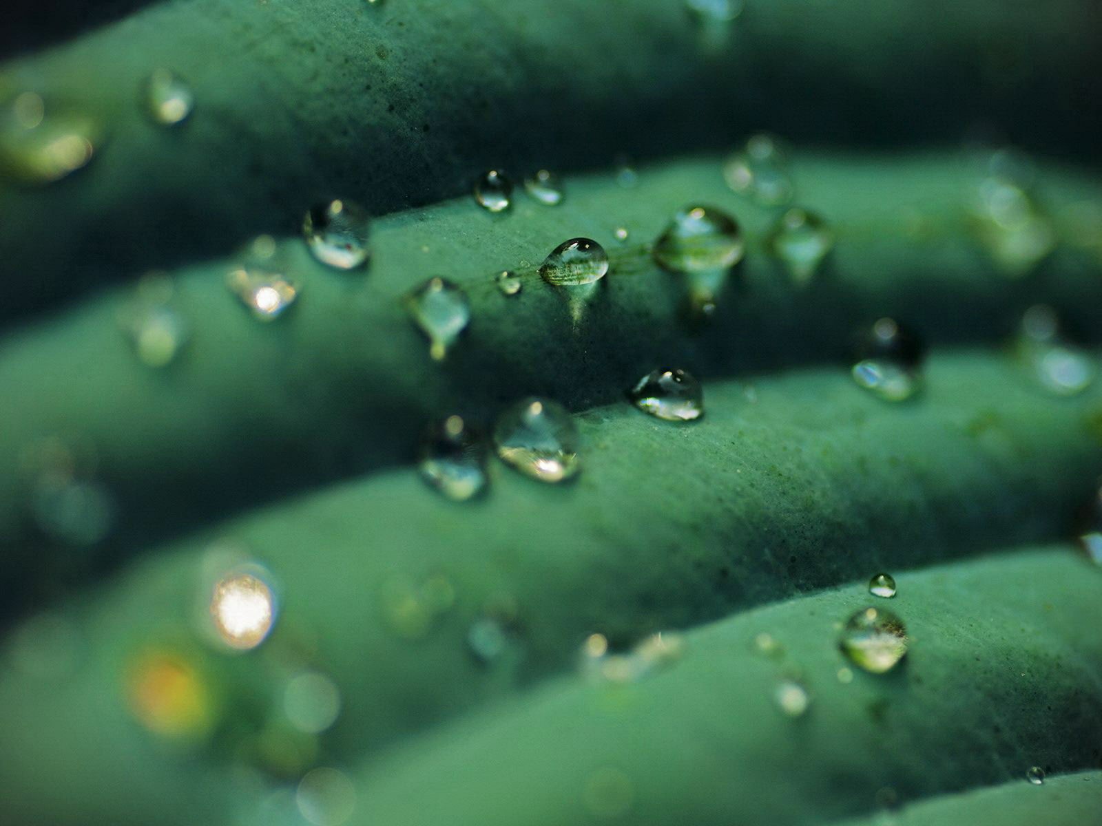 Прозрачные капли на зеленом листике