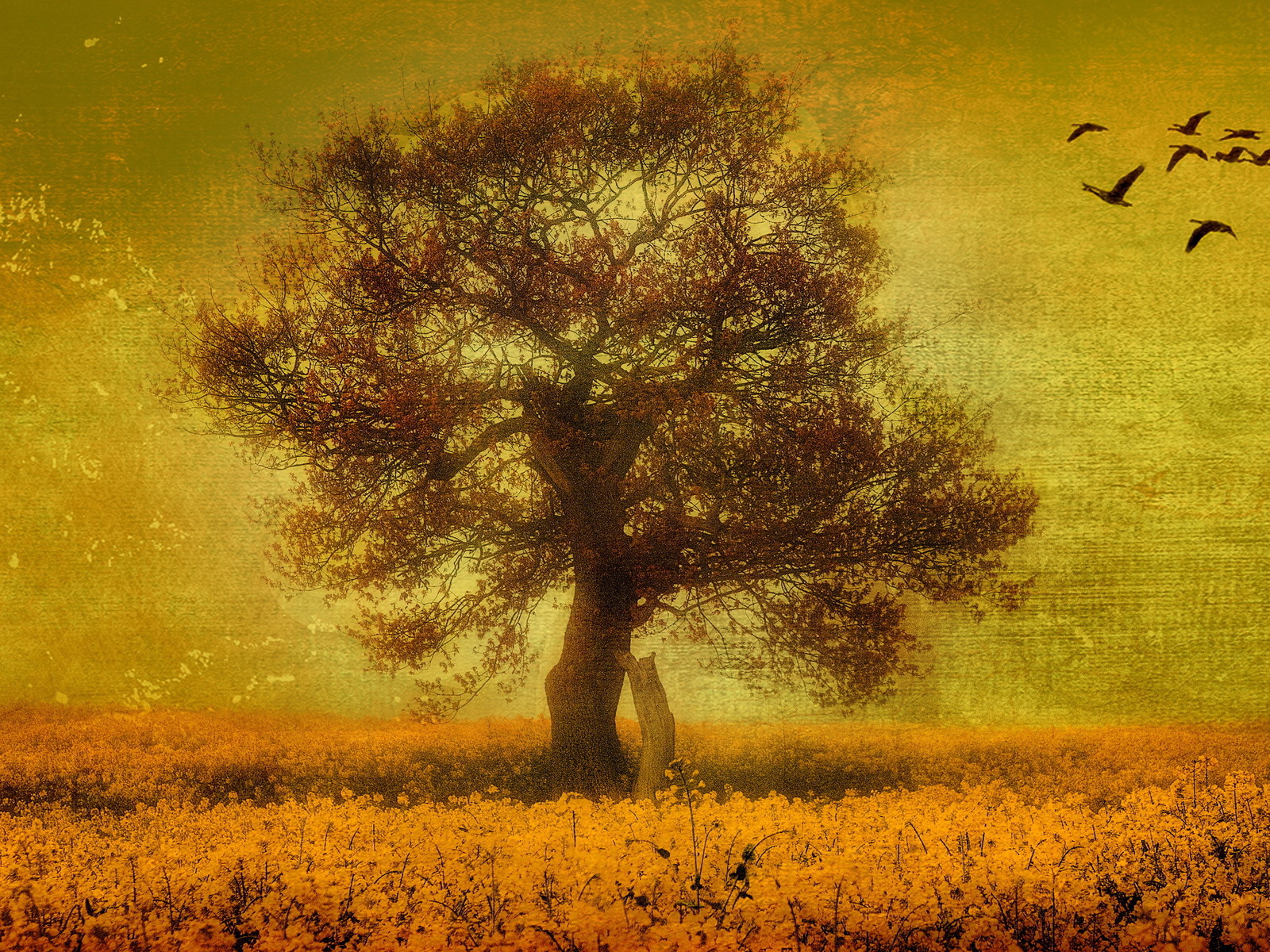 Птицы над одиноким деревом