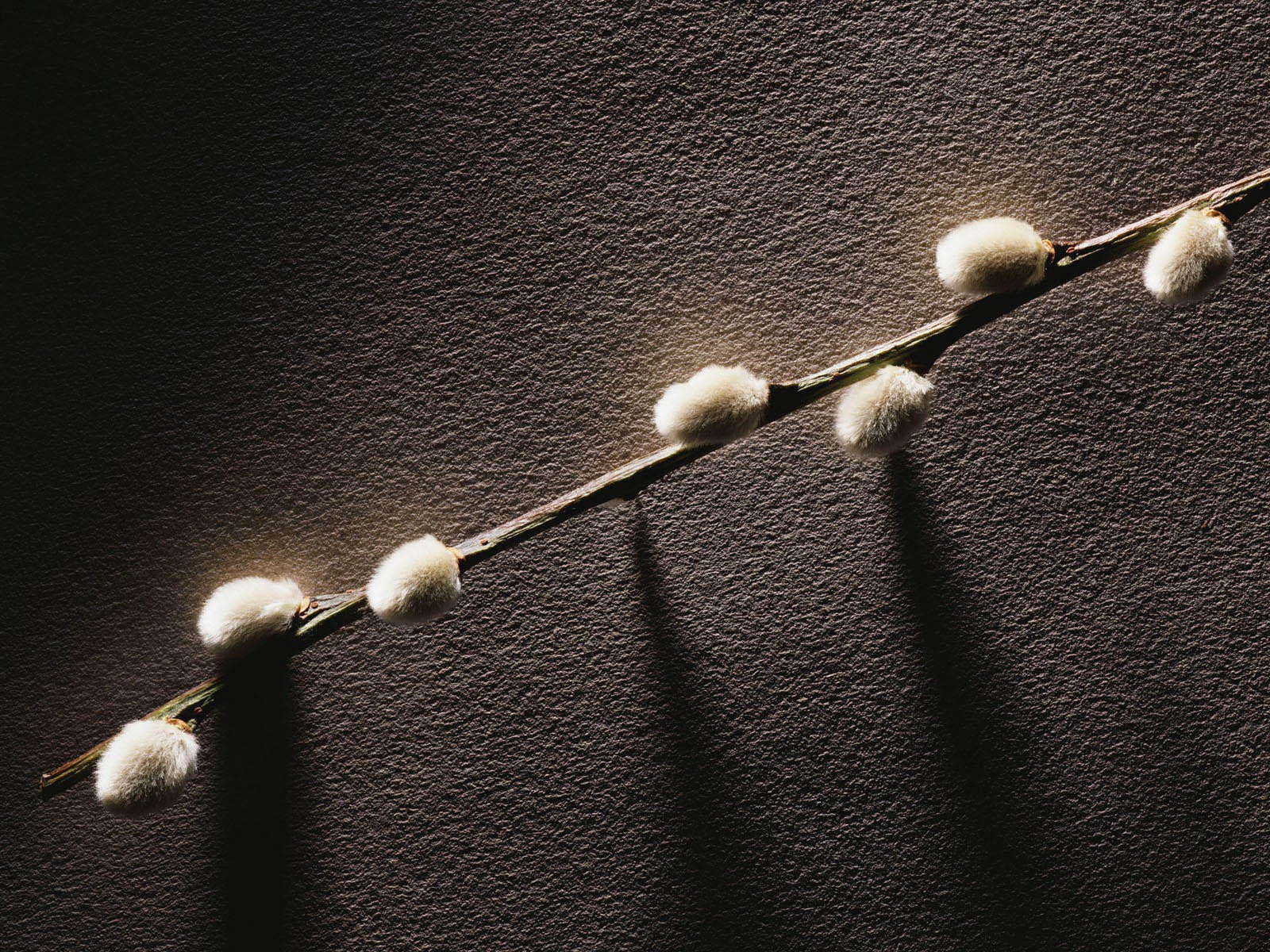 Веточка с весенними почками