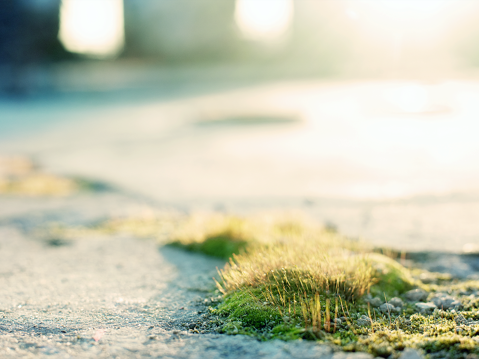 Трава и мох на асфальте