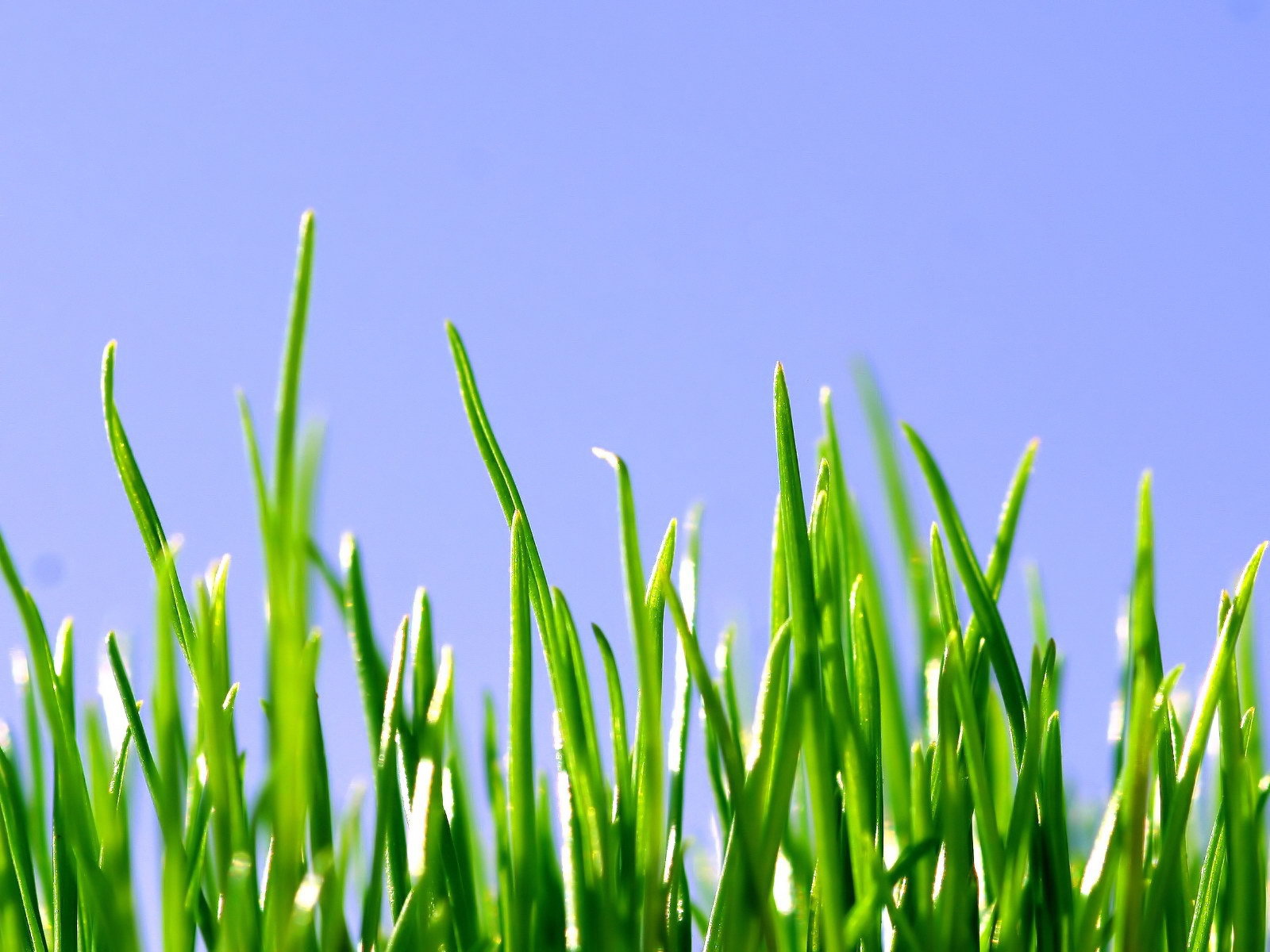 Ростки травы