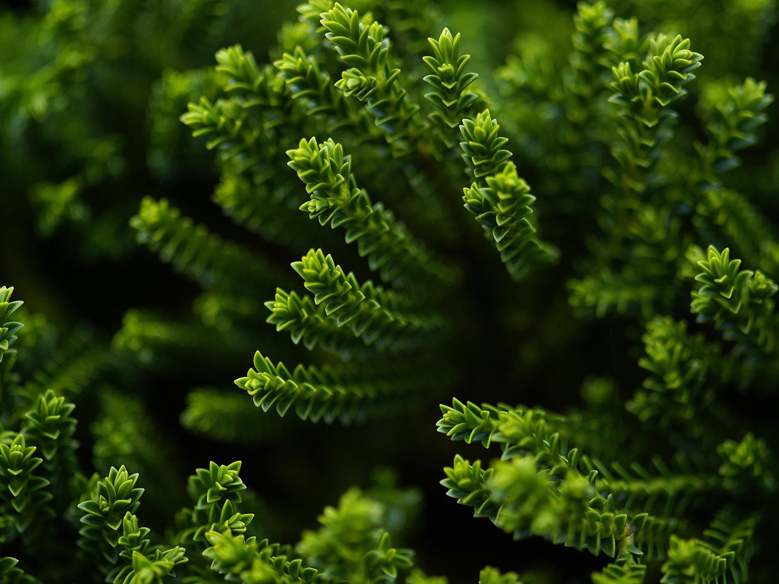 Зеленый хвощ в лесу