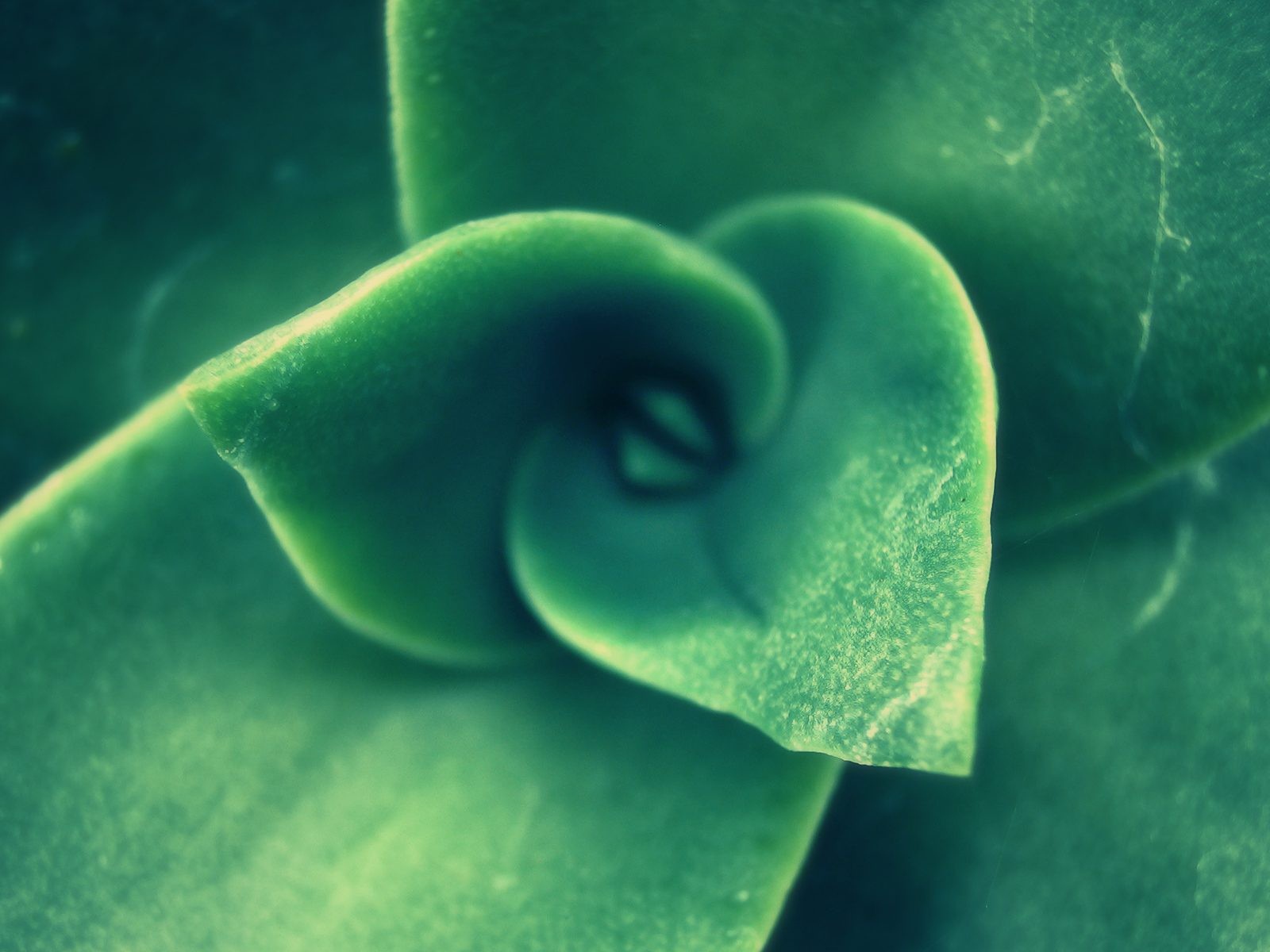 Зеленый спиральный бутон растения