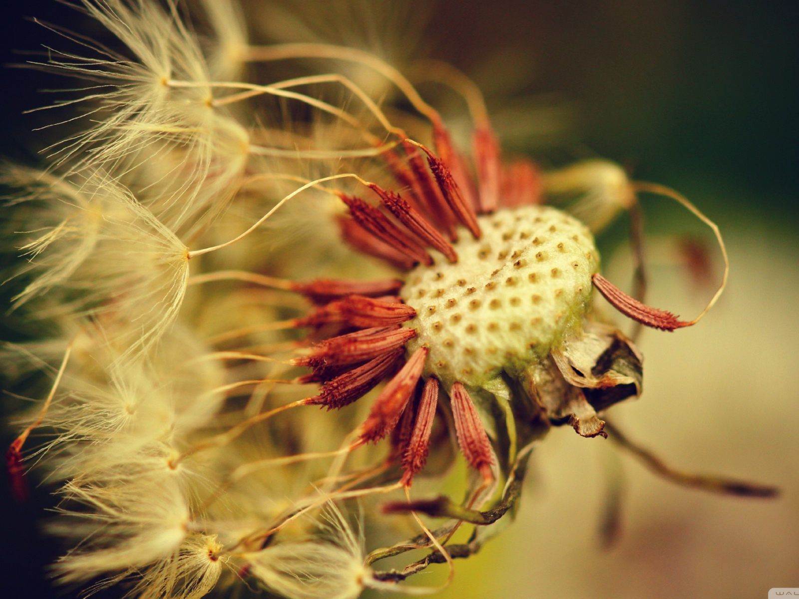Облетевший зрелый одуванчик