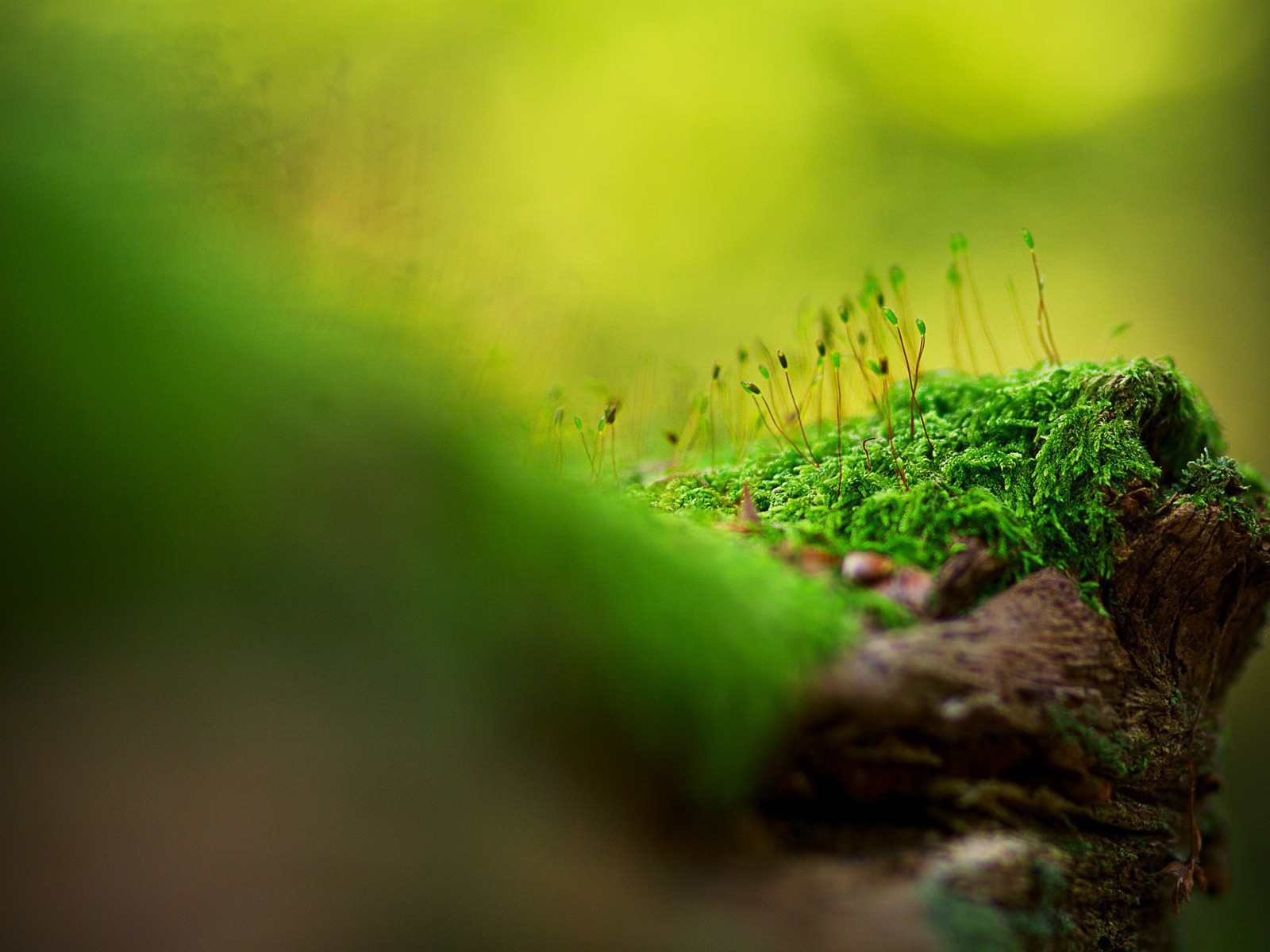 Макро фото мха на дереве