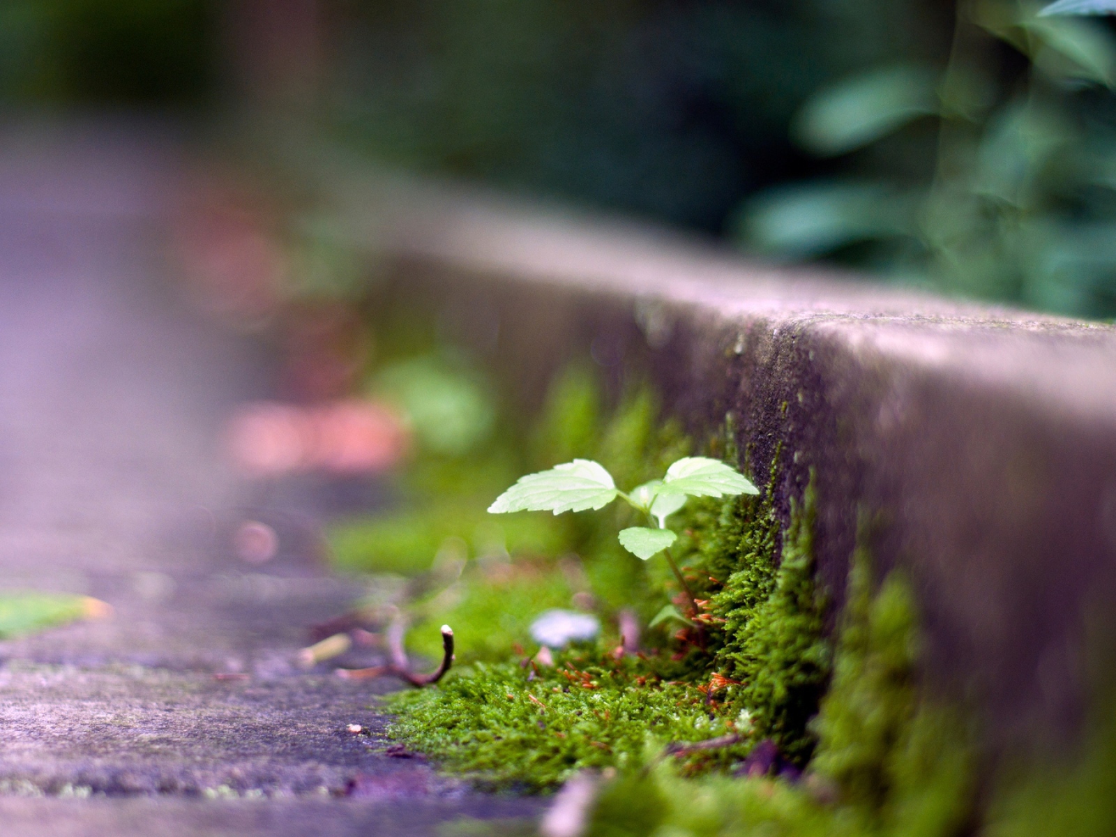 Мох у обочины дороги