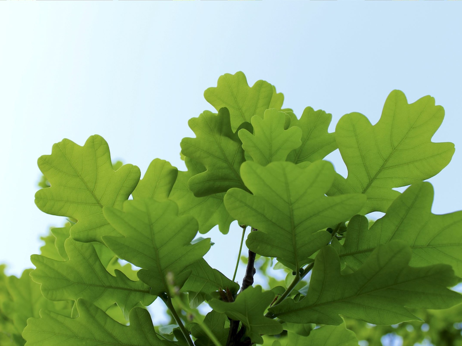 Листья дуба на фоне неба