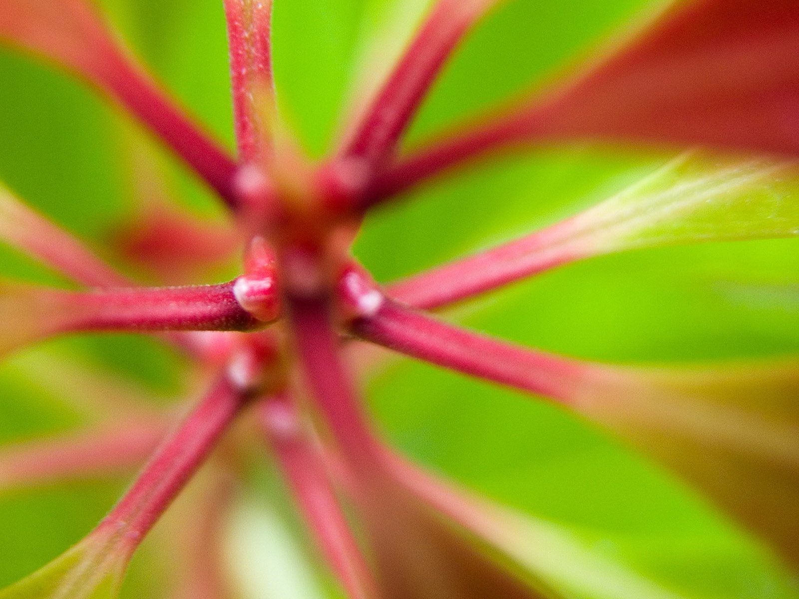 Розовые стебли растения