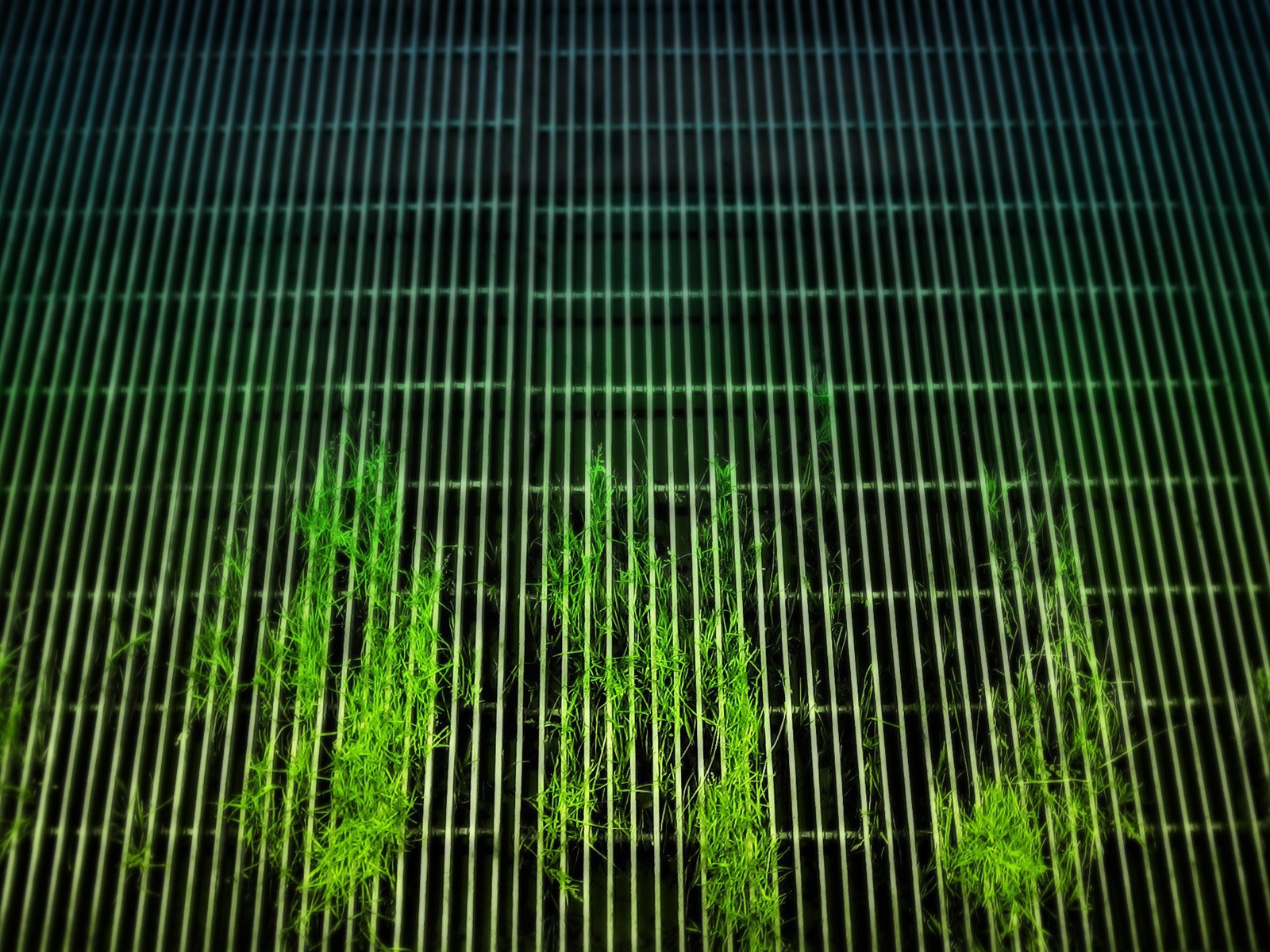 Растения пробиваются сквозь решетку