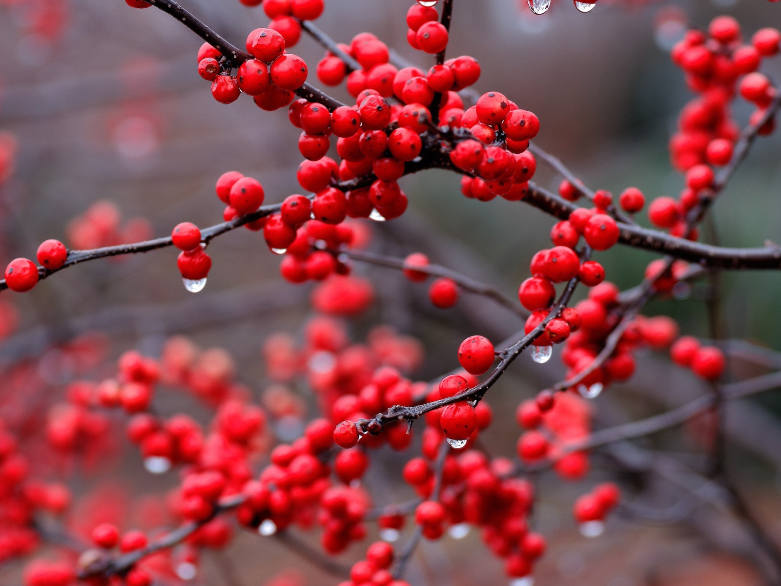 Капли дождя на ягодах калины