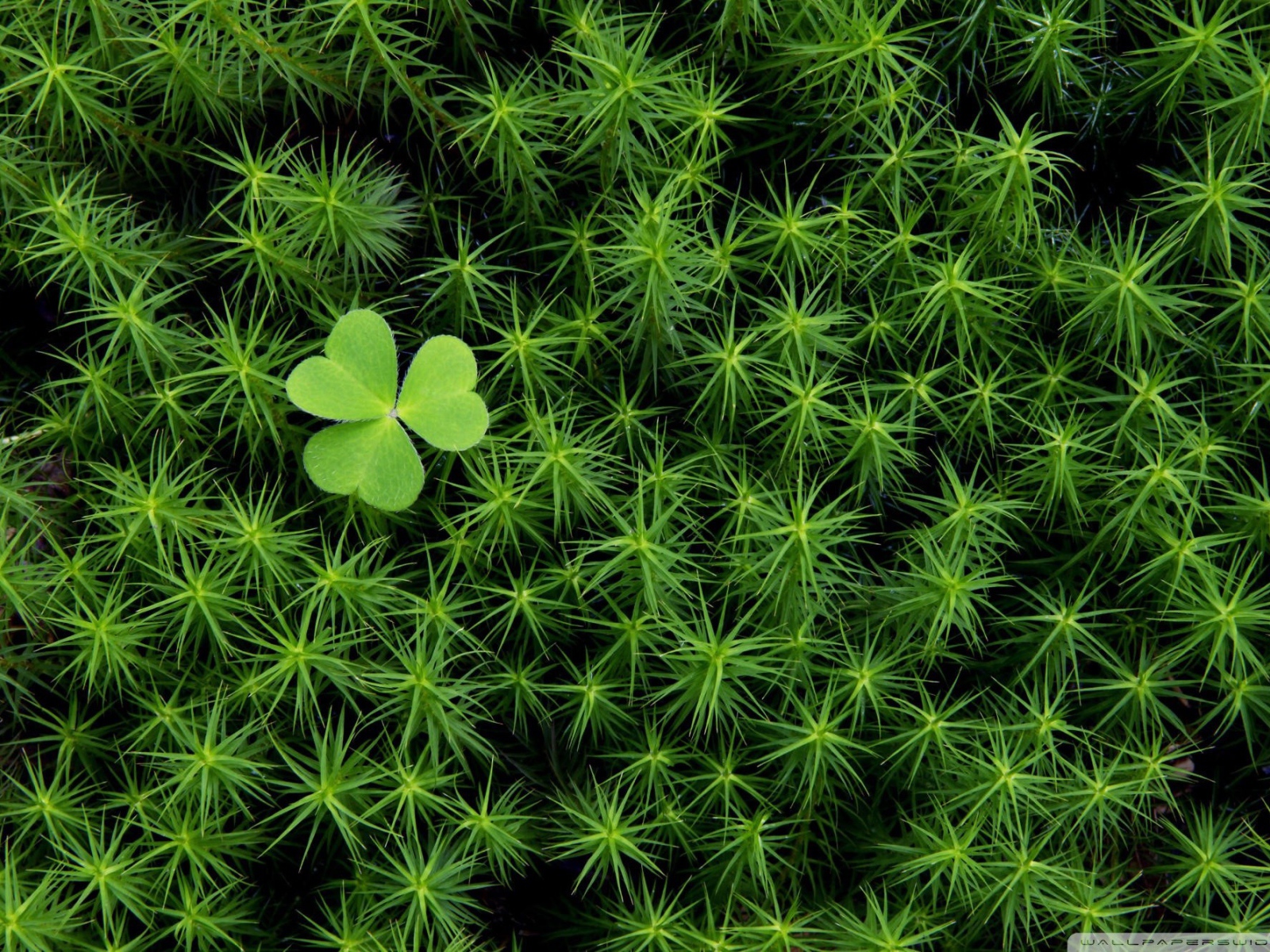 Трилистник среди густой травы