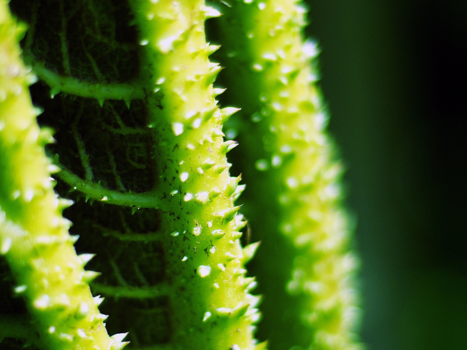 Колючки на зеленых стеблях растения