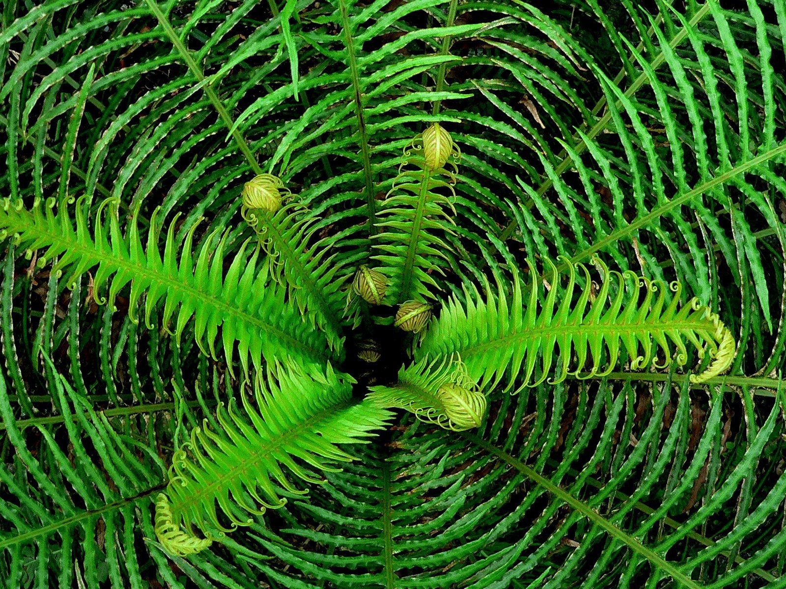 Сердцевина куста папоротника