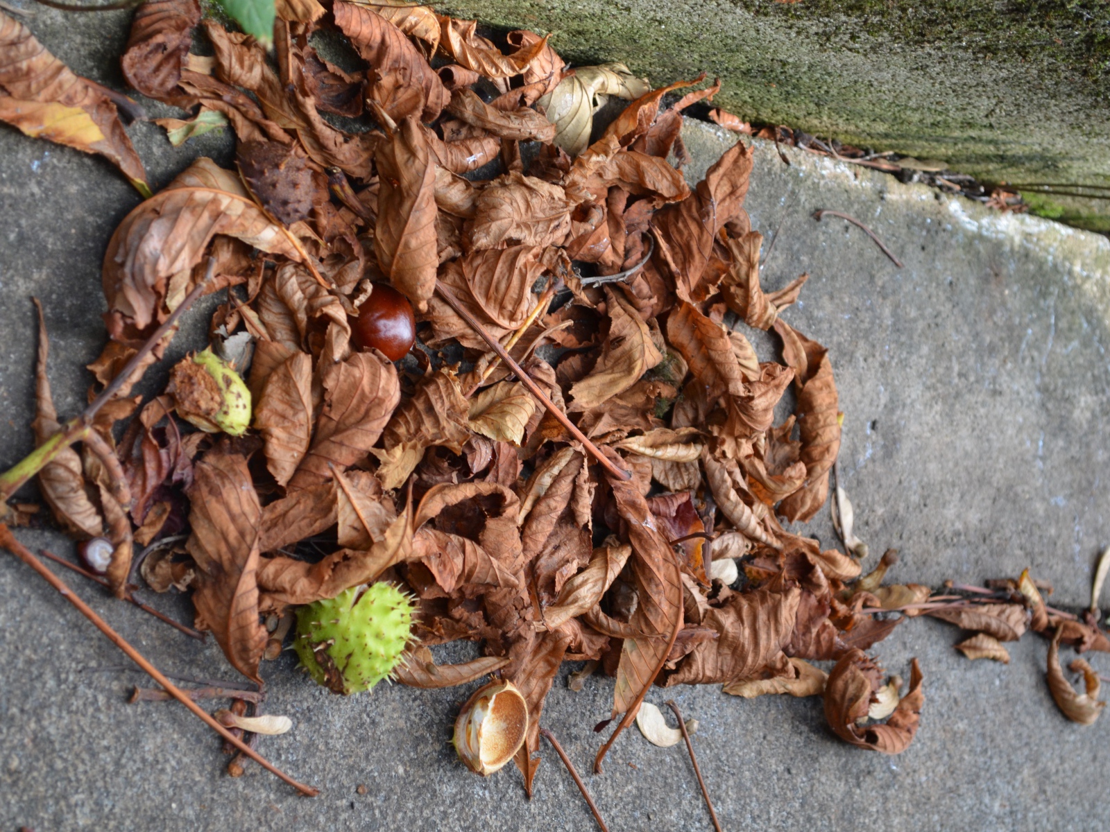 Плоды каштана на земле