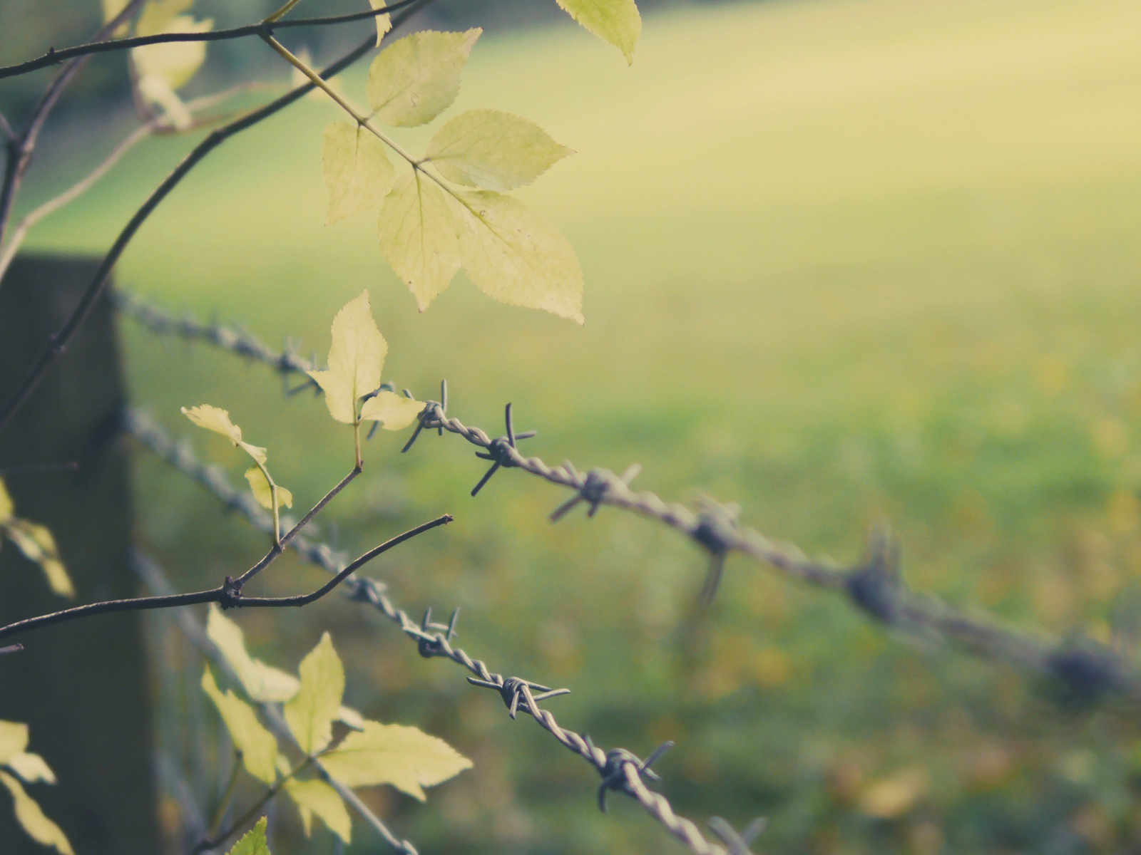 Листья дерева у колючей проволоки
