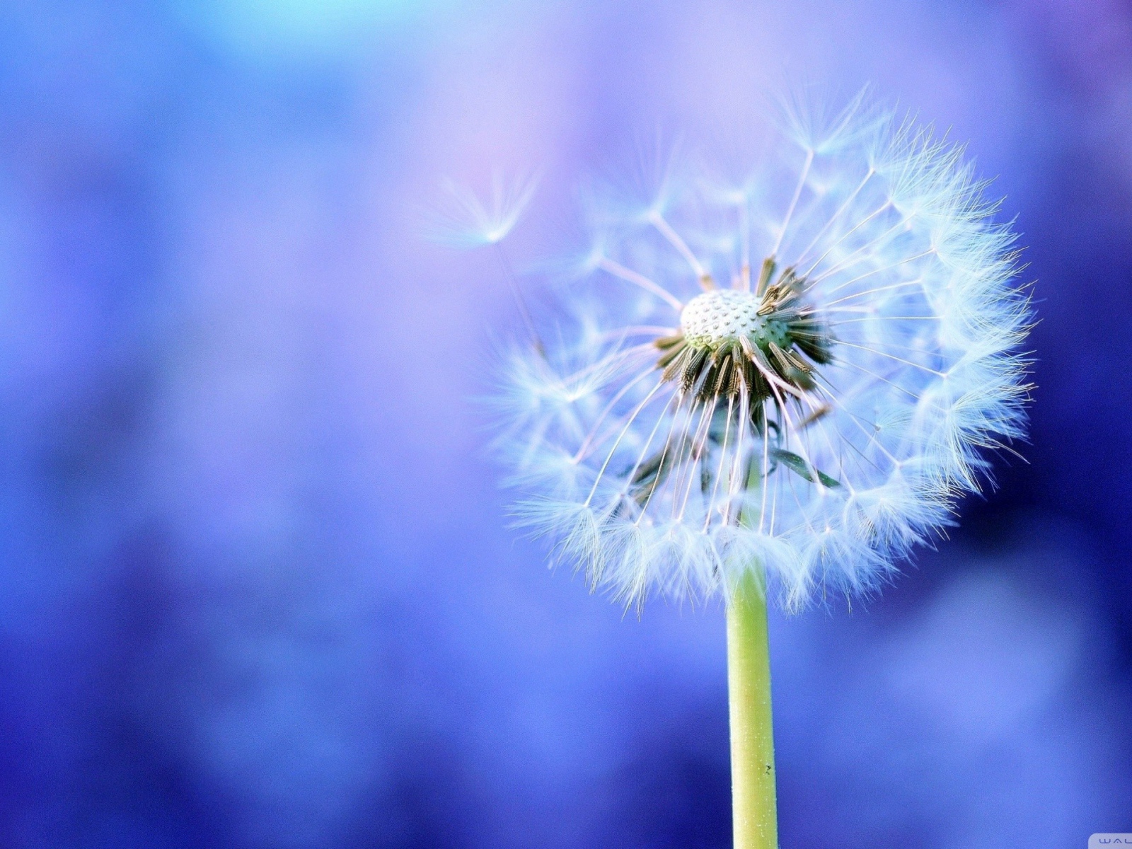 Семена одуванчика на голубом фоне