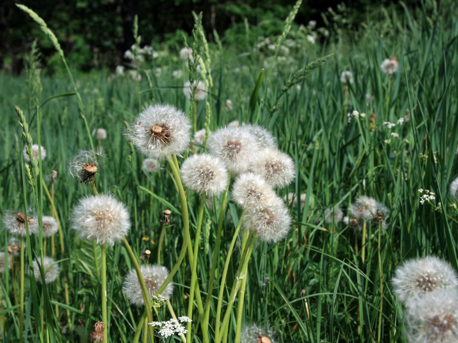 	   Dandelions bloomed out