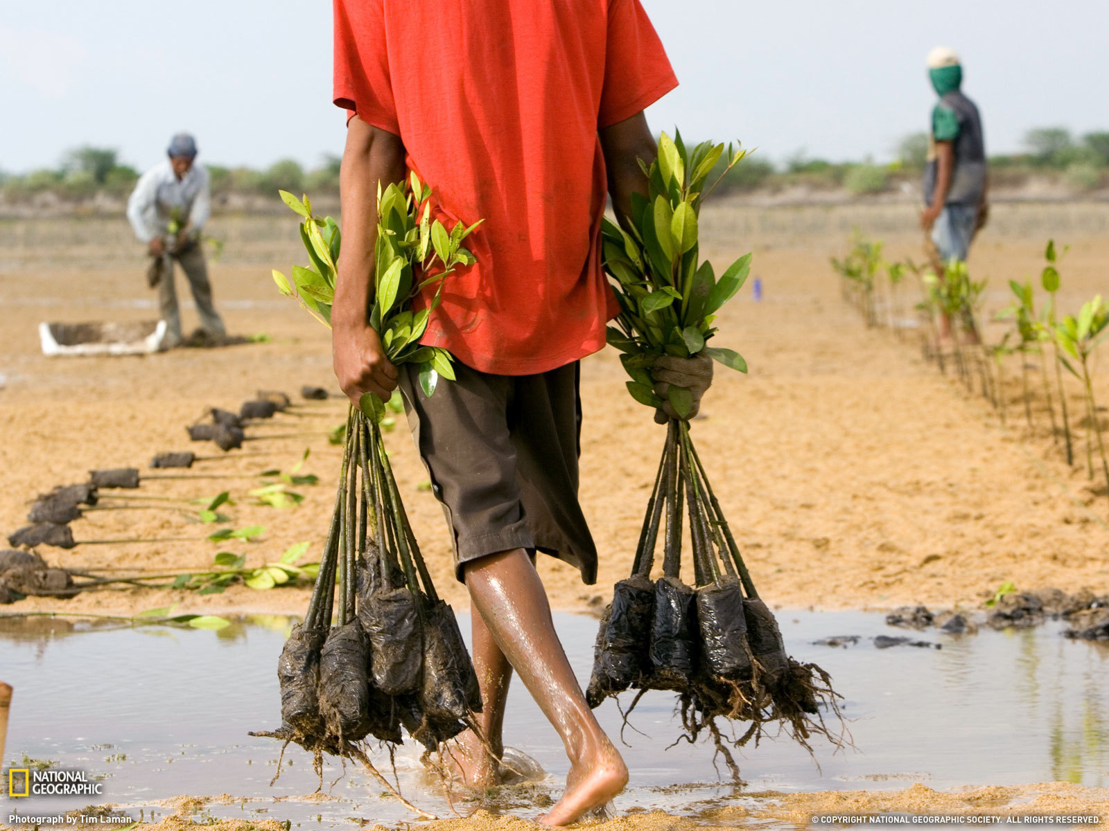 Человек несет саженцы