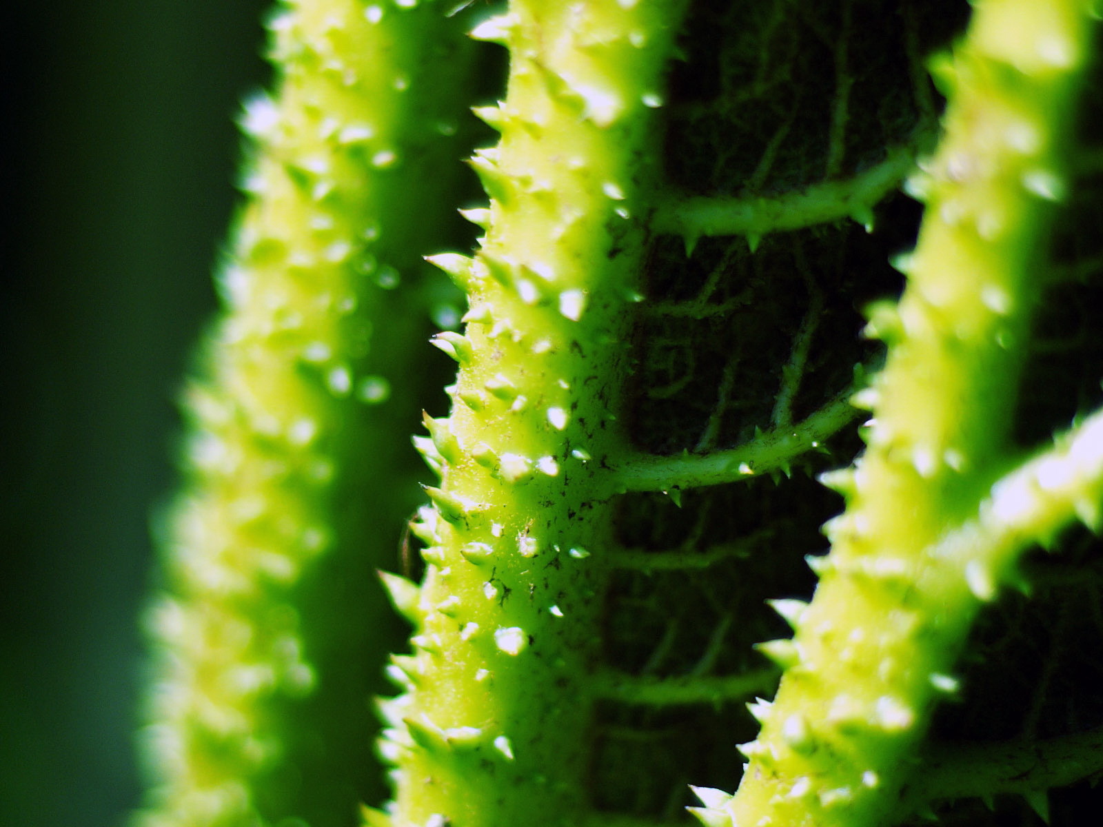 Стебли с колючками