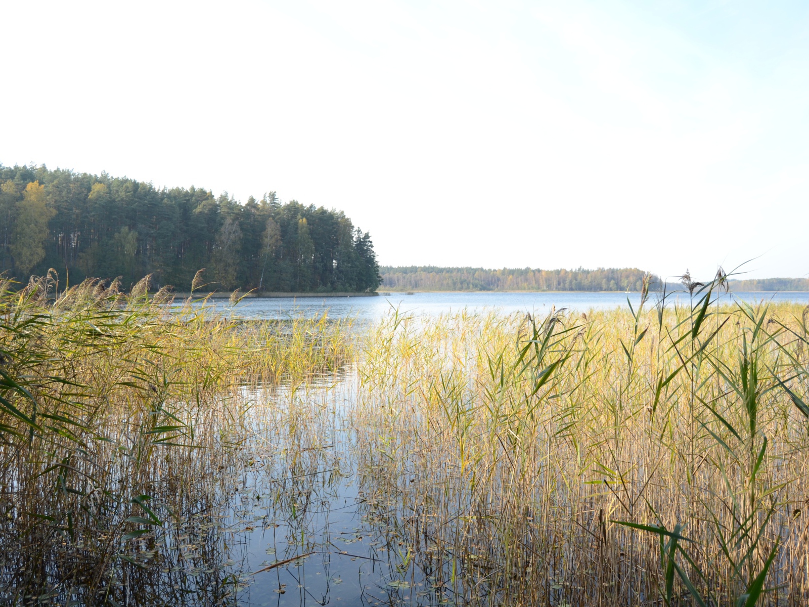 Поросшая болотистая местность