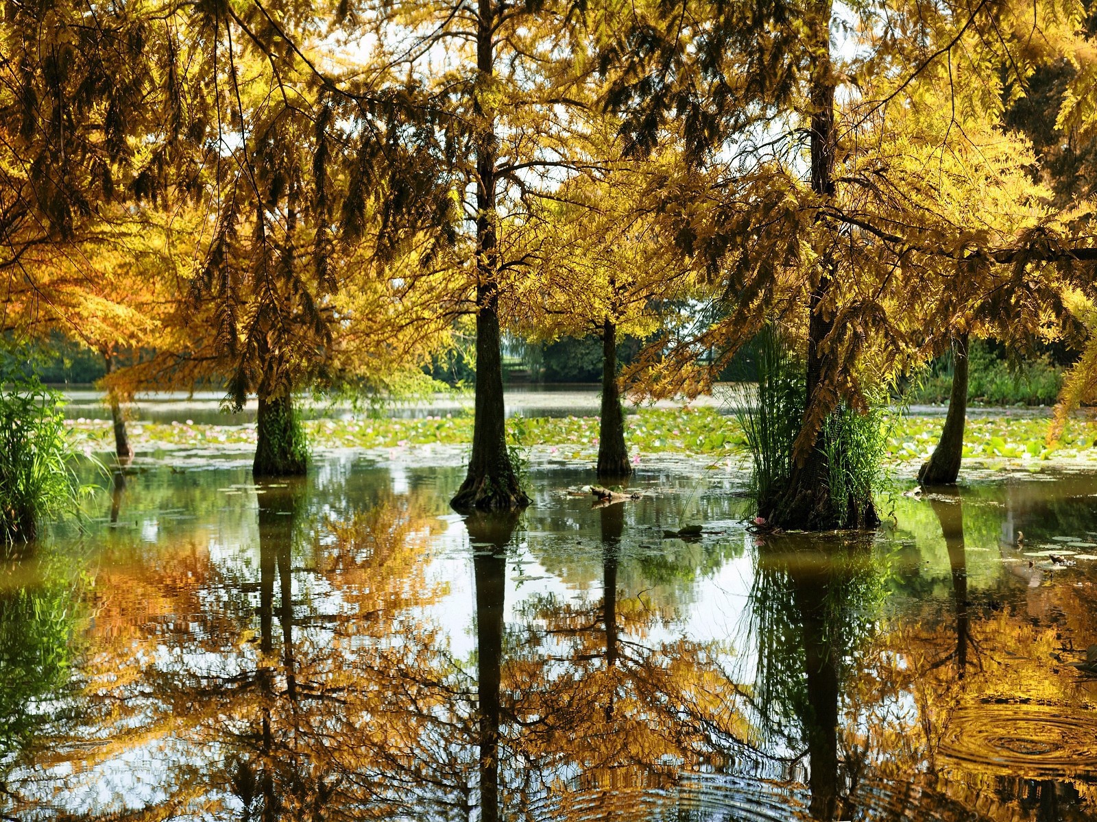 Разлившаяся река подтопила деревья