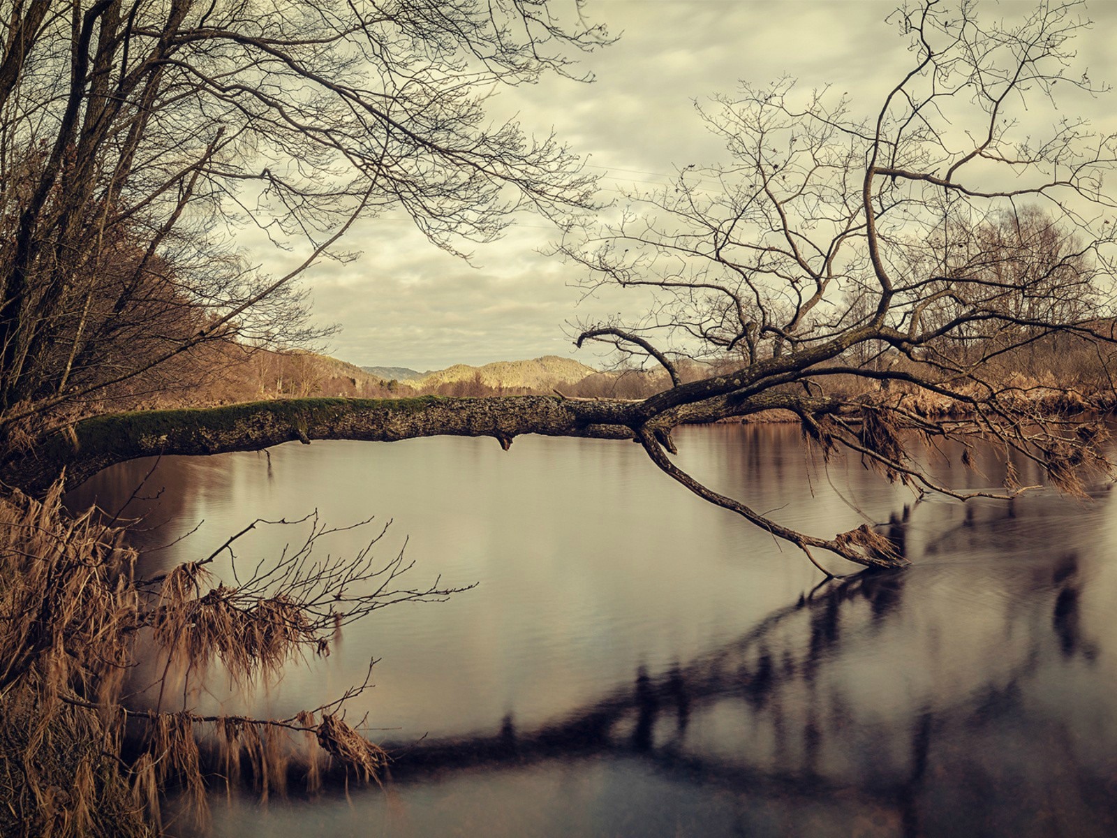 Дерево накренилось параллельно воде