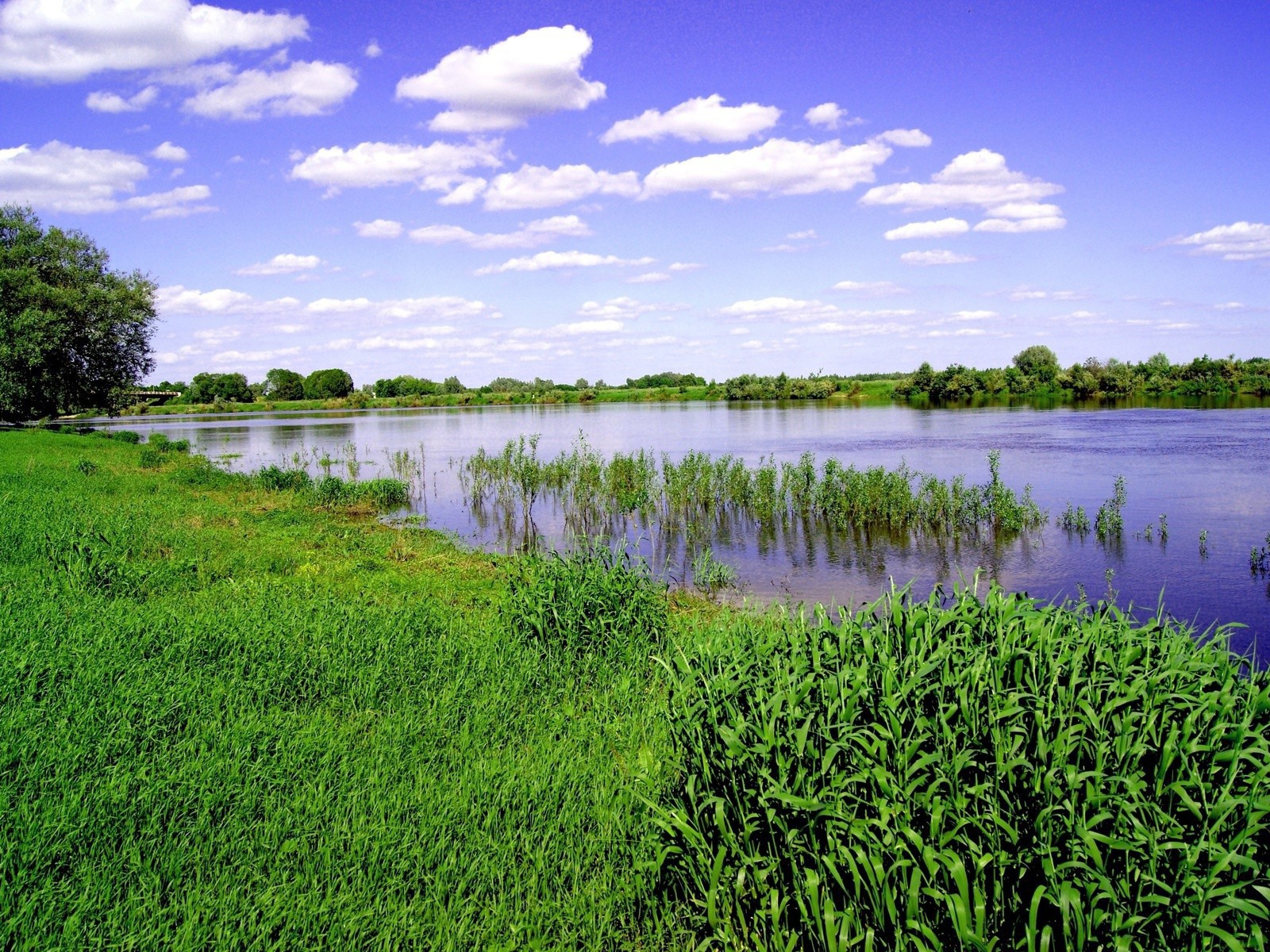 Заливной луг на берегу реки