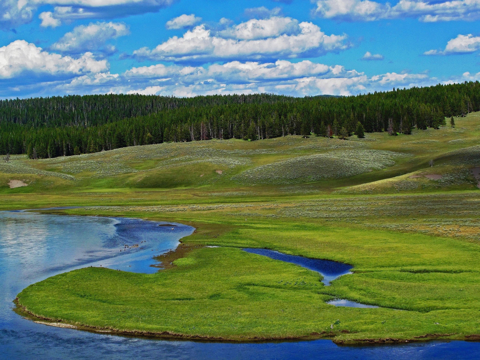 Заболоченный берег реки