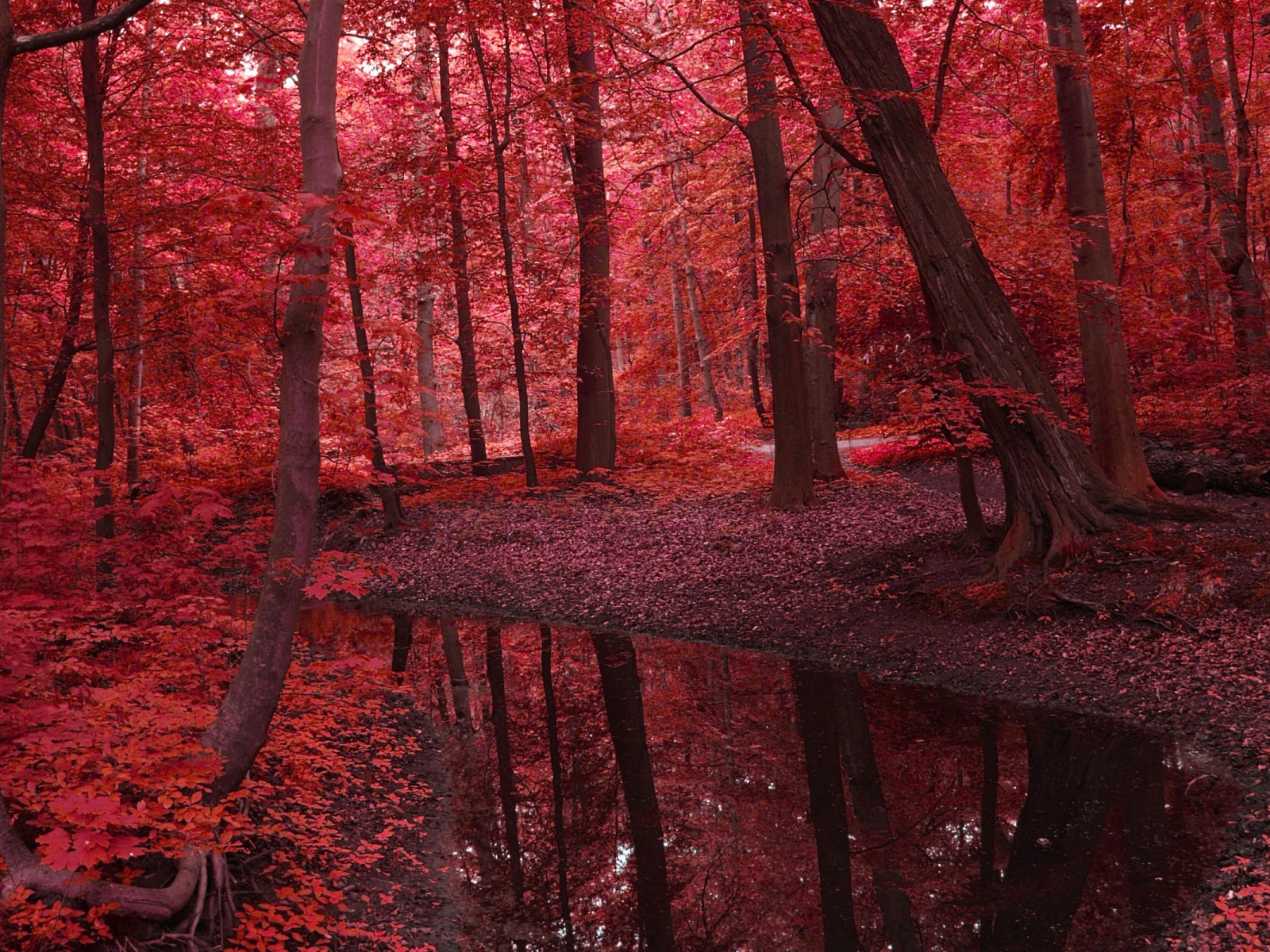 Кроваво красный закат. Красный закат. Багровое небо. Багровый закат. Багровые картинки.