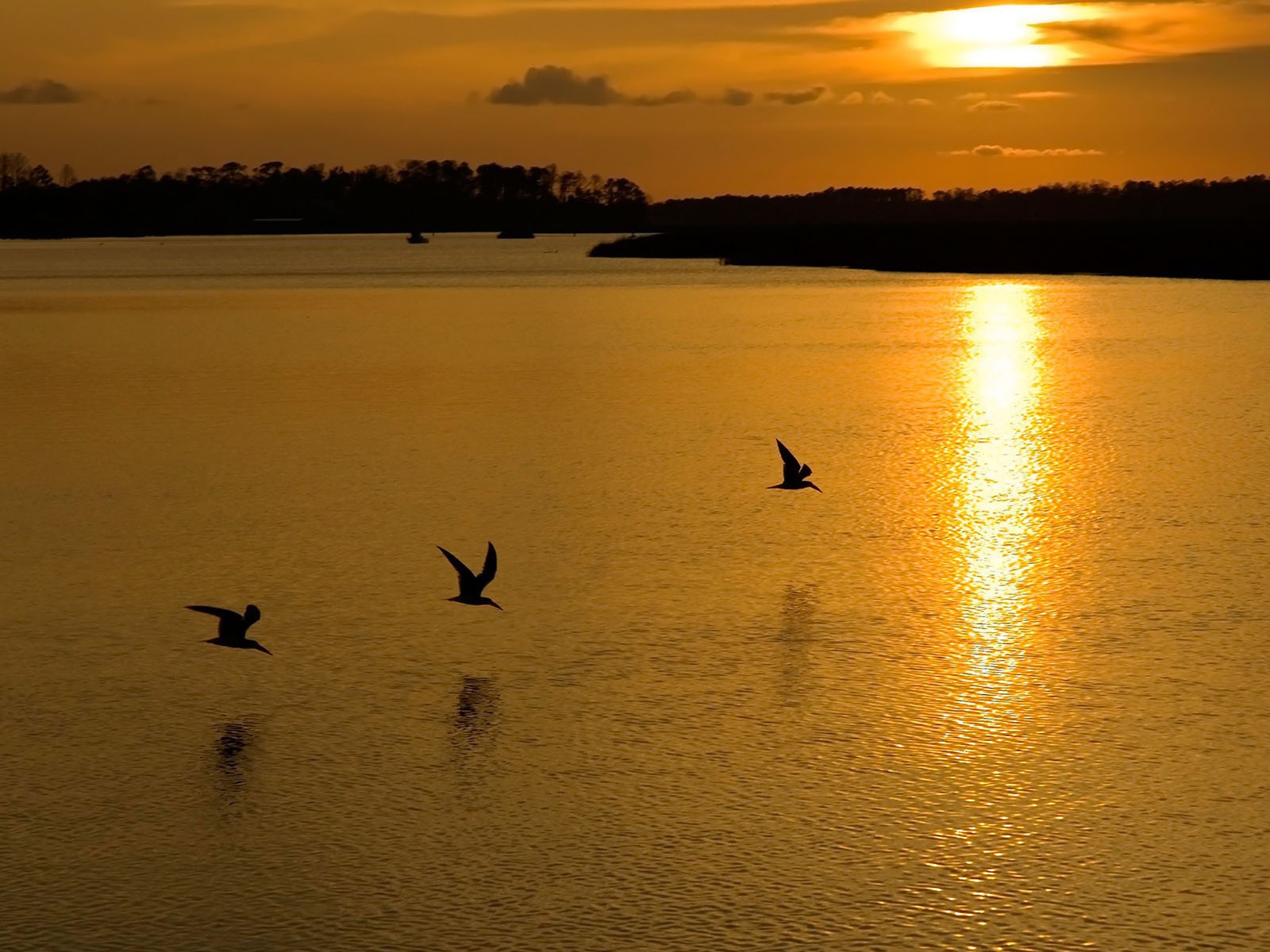 Птицы на озере во время заката