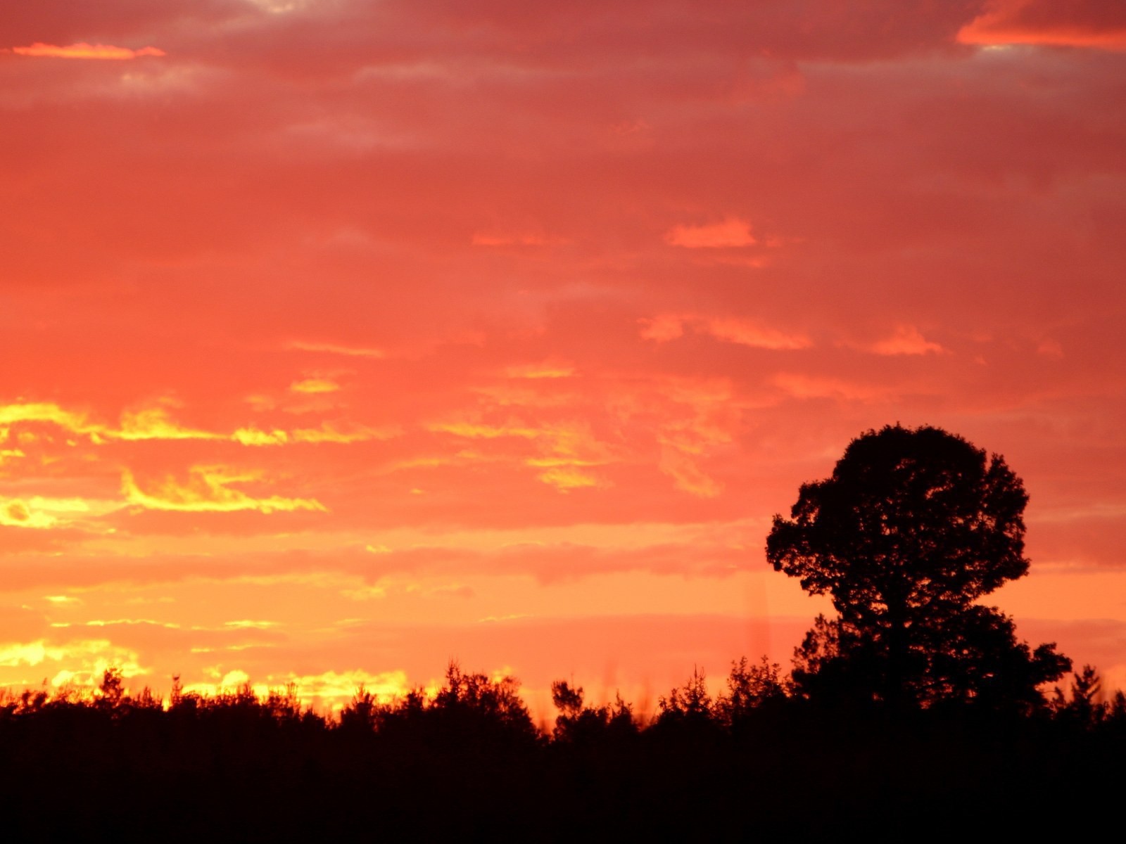 Силуэт дерева на красном фоне заката