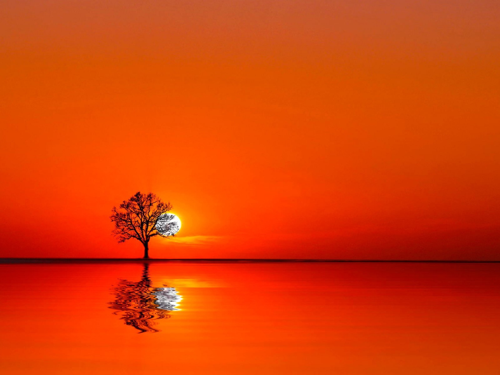Дерево на закате между водой и небом