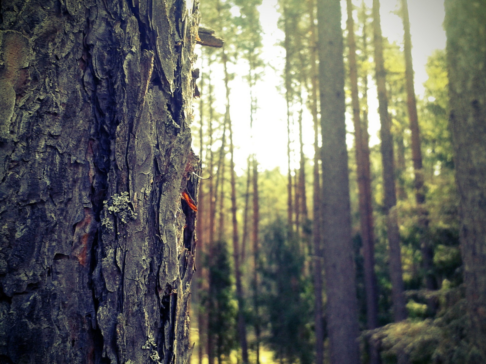 Лес в Мазурии, Польша