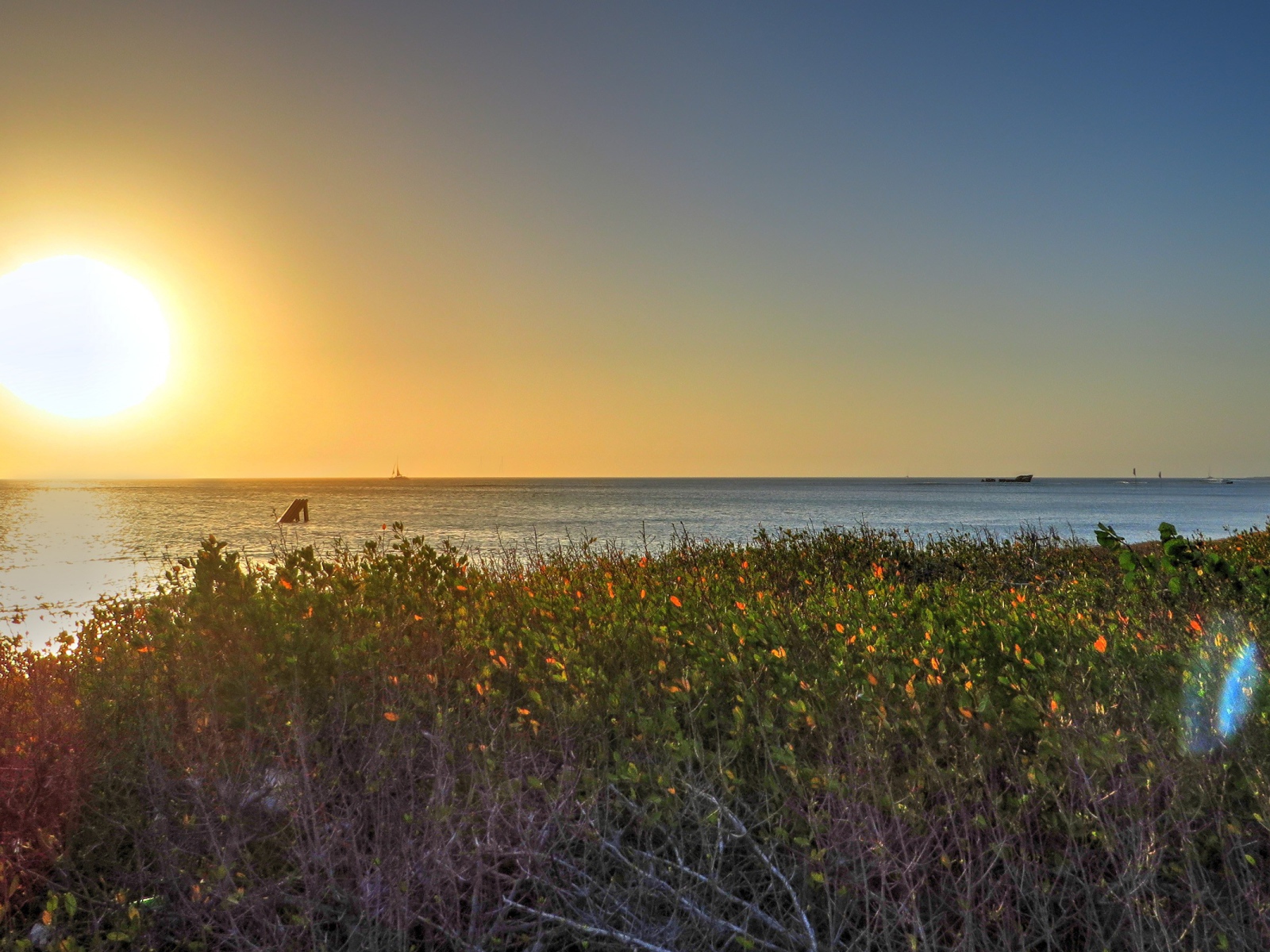 Растения на берегу моря на Арубе