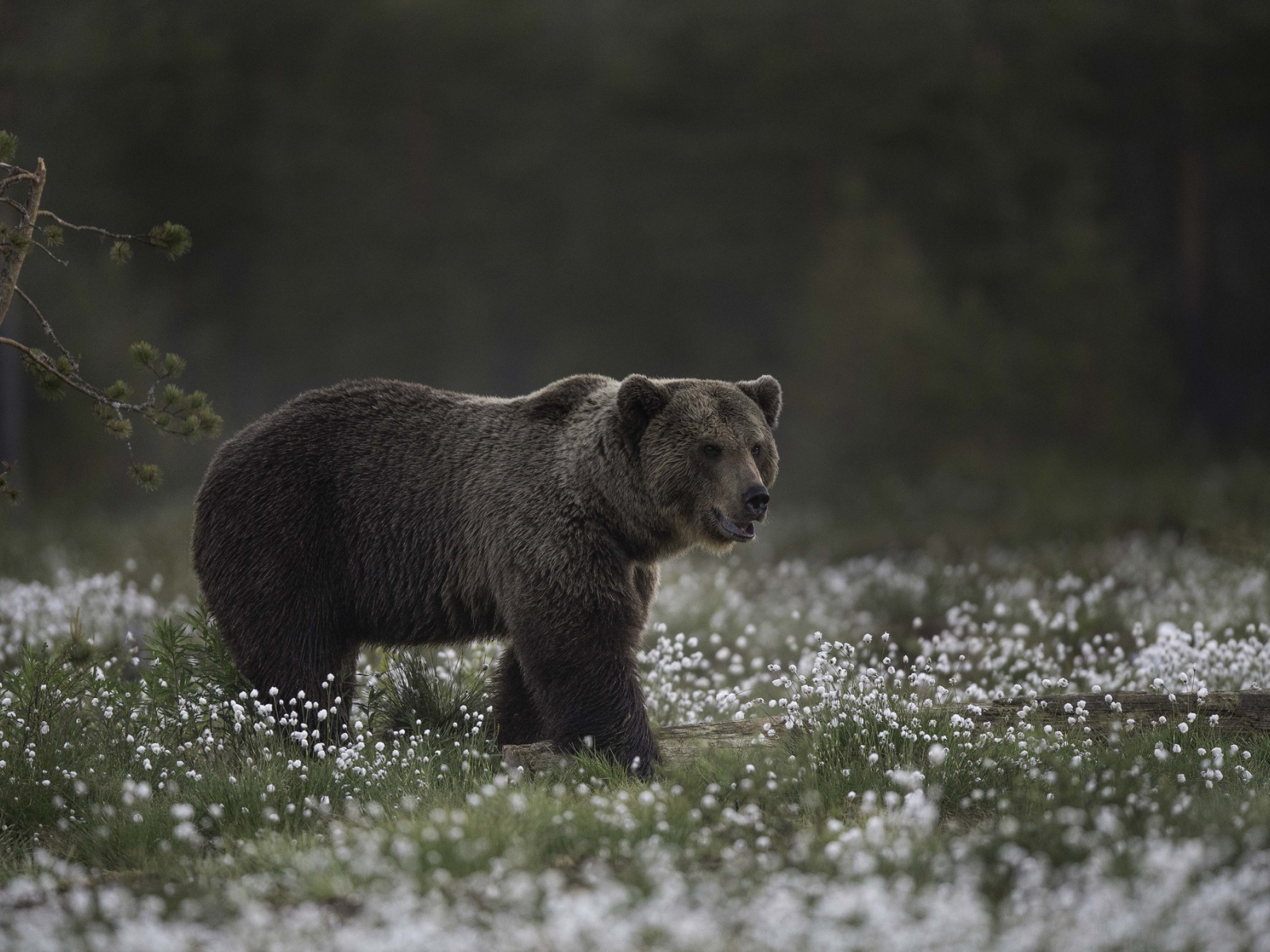 Большой бурый медведь идет по белым полевым цветам