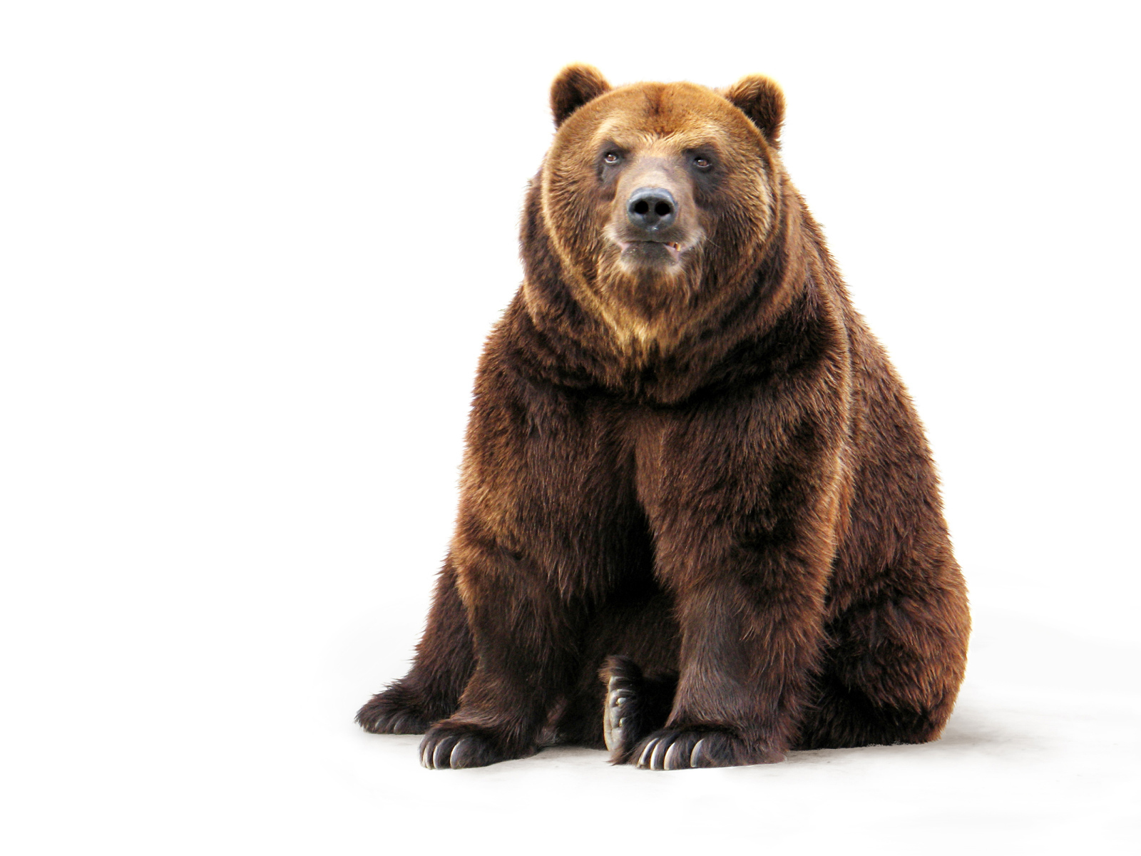 Big brown bear on a white background