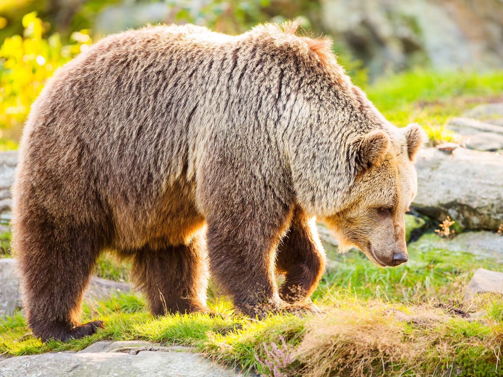 Большой бурый медведь идет по траве