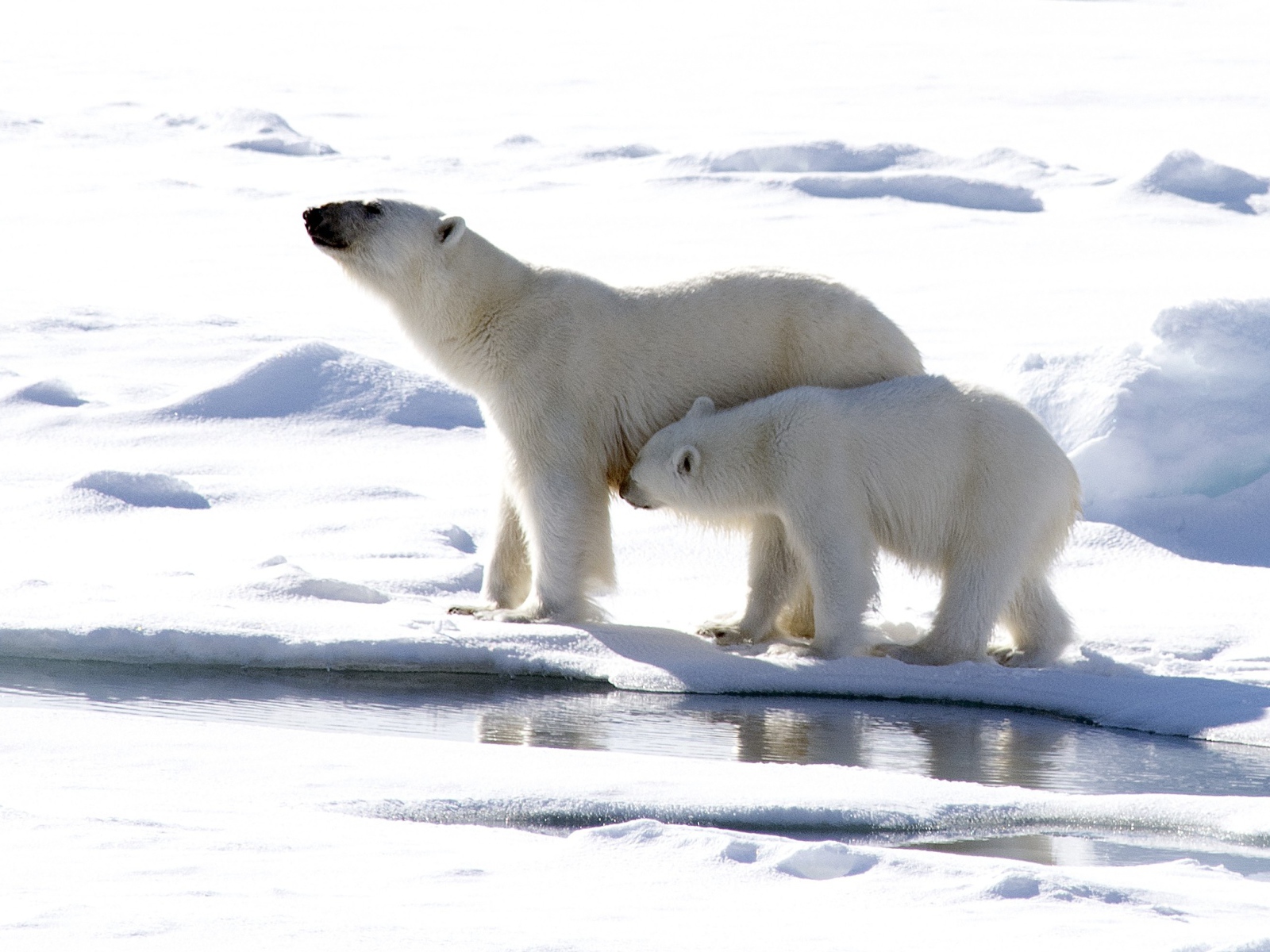 Большая белая медведица с маленьким медвежонком 