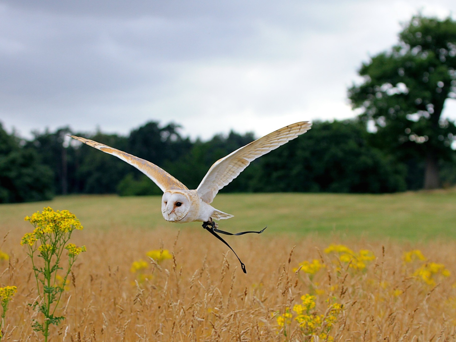 Красивая сова летит над полем