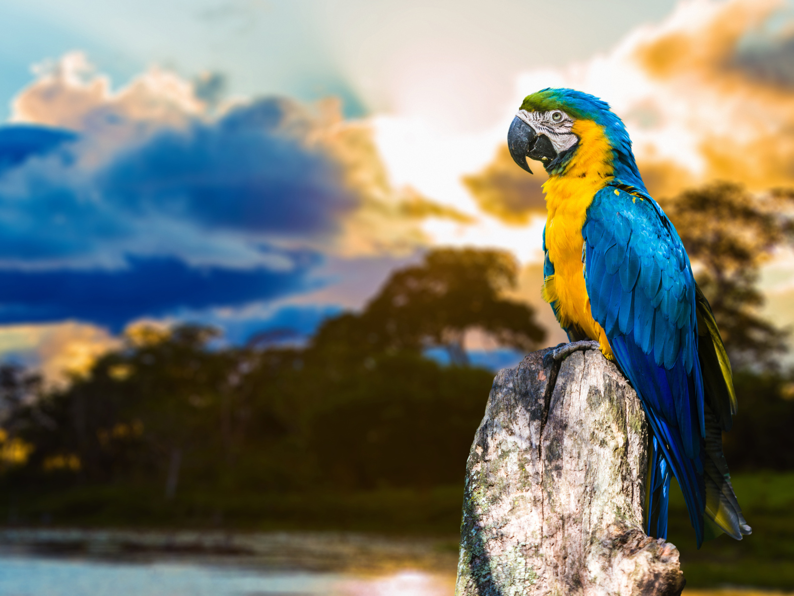 Большой сине - желтый  попугай ара сидит на  сухом дереве